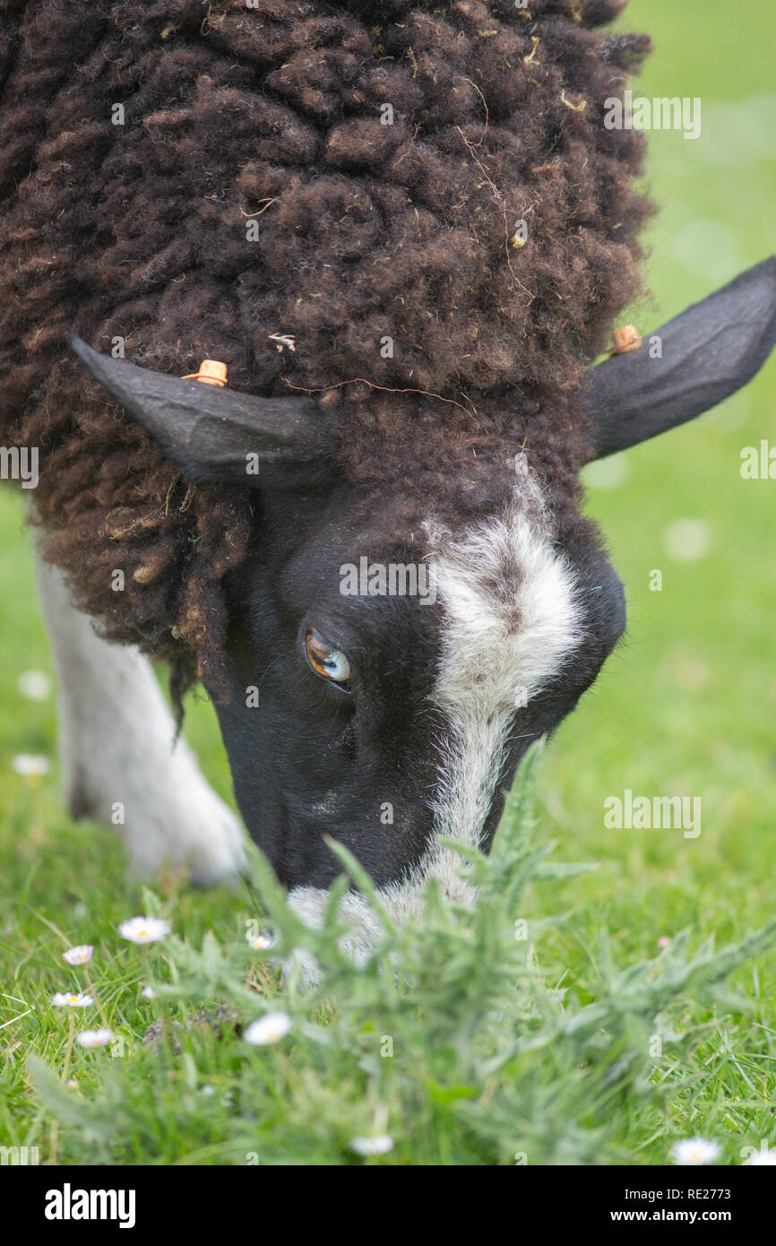 ZWARTBLES, breed, of Sheep (Ovis aries). Dual purpose breed, originating from northern regions of the Netherlands. Here grazing on unimproved pasture on the island of Iona, Inner Hebrides, West Coast of Scotland. Stock Photo