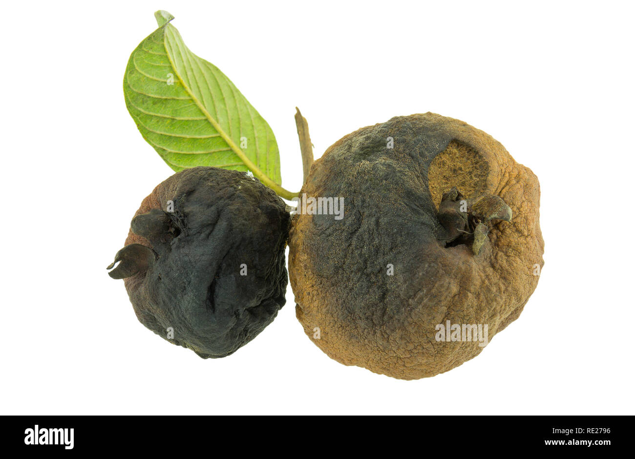 Rotten guava fruit isolated on white background Stock Photo