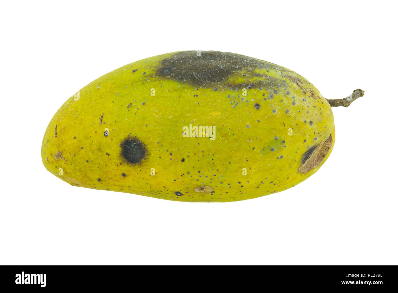 Rotten mango. Overripe Fruit on a white background.Isolated