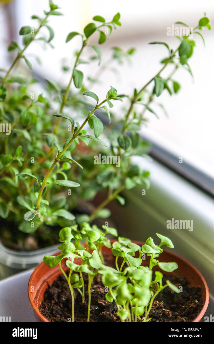 Windowsill herbs in pots, origanum herbs window Stock Photo