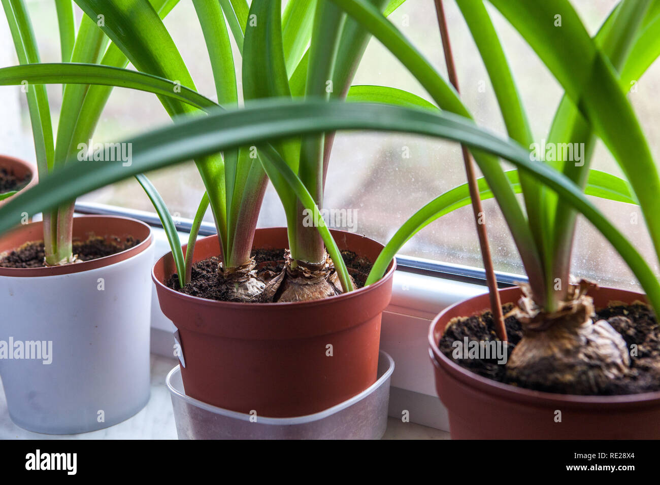 Scarborough Lily, houseplant in pots on windowsill, window Stock Photo