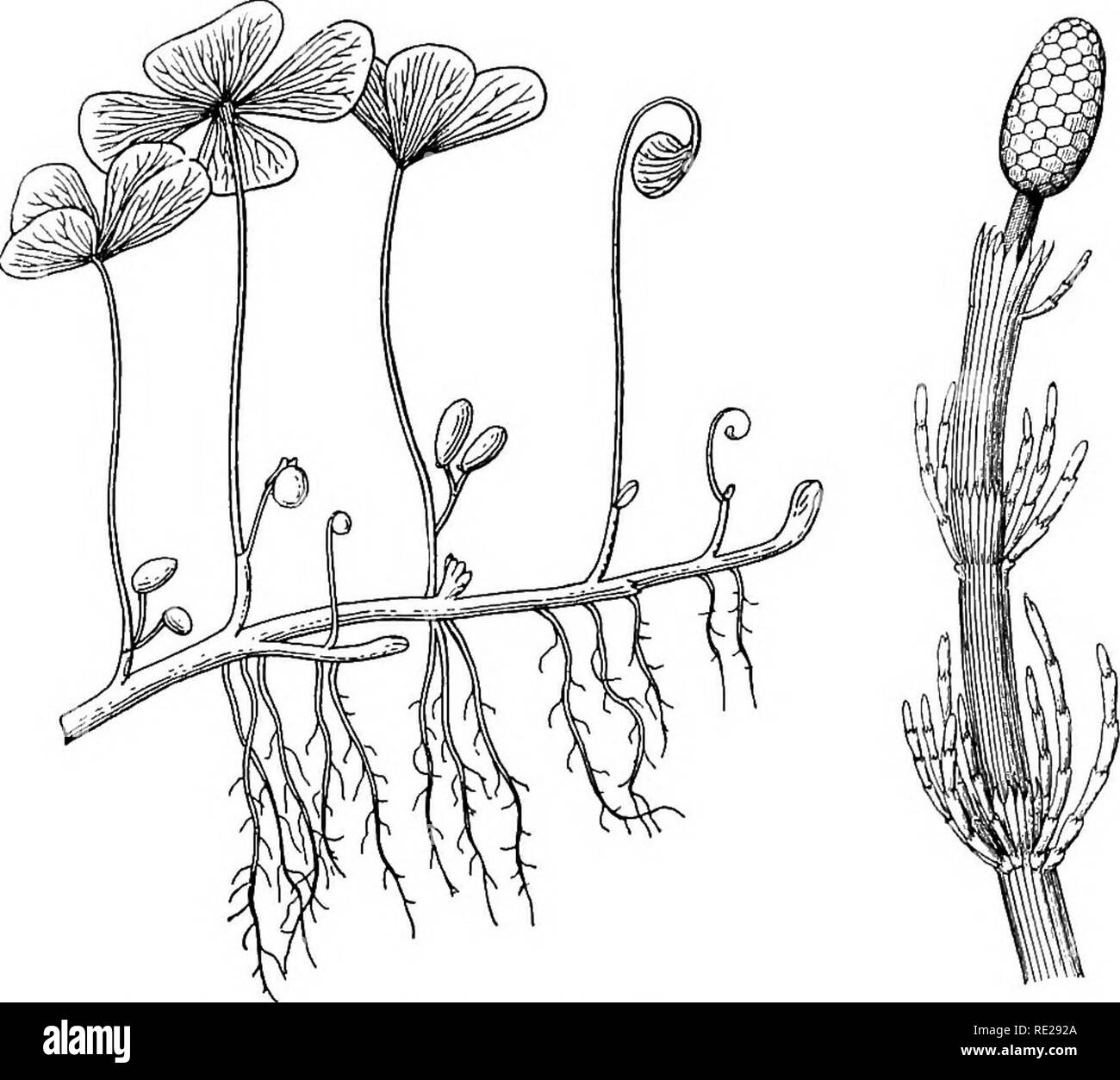 Botany All The Year Round A Practical Text Book For Schools Botany Fern Plants 253 Merit They Are Frequently Distinguished As The Vascular Cryptogams To Differentiate Them From The Other Two Groups