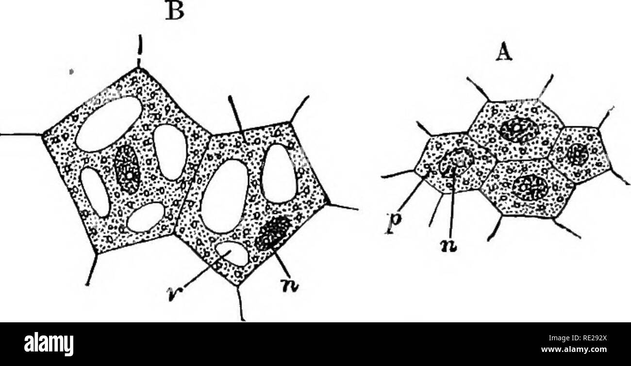 . An introduction to vegetable physiology. Plant physiology. 62 ...