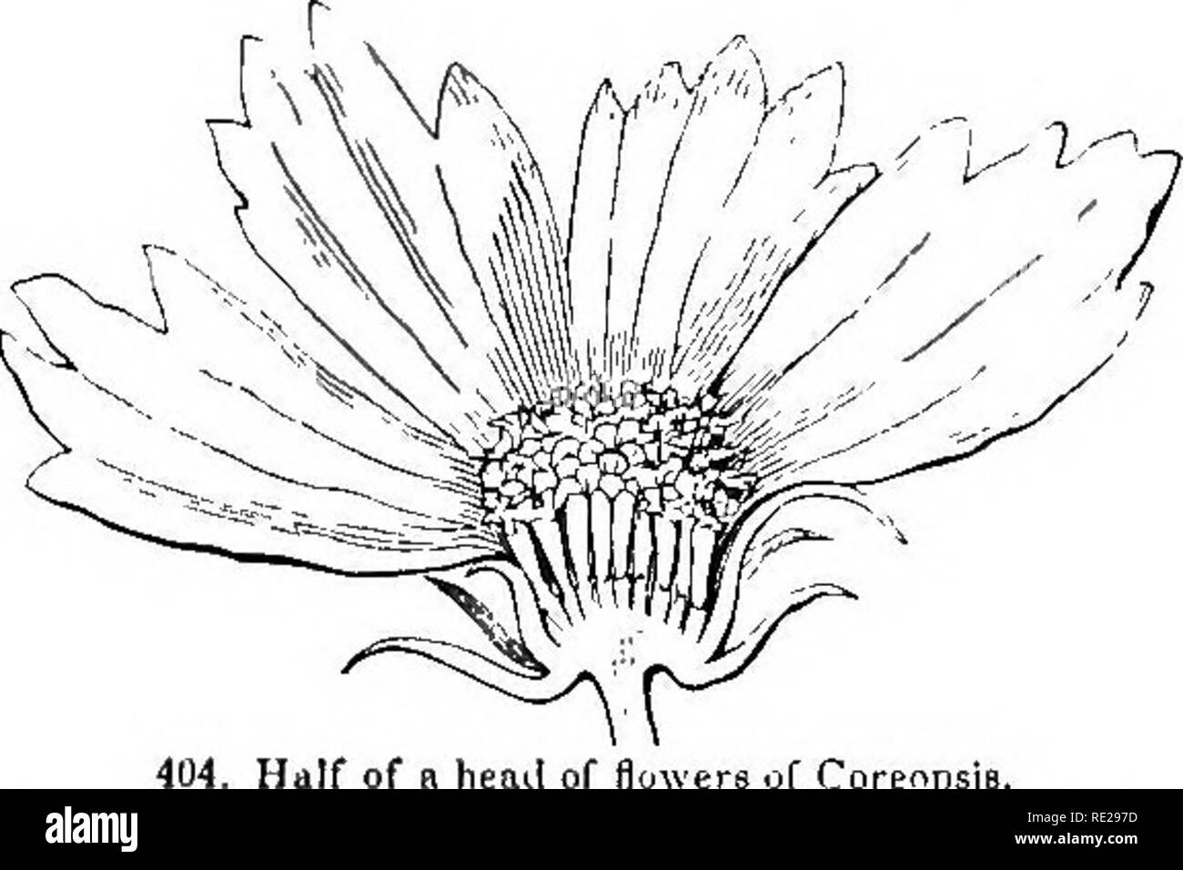 . Botany for young people and common schools. How plants grow, a simple introduction to structural botany. With a popular flora, or an arrangement and description of common plants, both wild and cultivated. Botany; Botany. 166 POPULAR FLORA. there are five chalTy and pointed scales (Fig 409). But more commonly the pappus con- sists of bristles, or downy hairs (as its name denotes). Asters, Groundsels, and especially Thistles, afFord most familiar examples of such a hairy or downy pappus; those of Thistles, &amp;c. in autumn sailing about in every breeze. Fig. 411 shows the verj' soft downy pap Stock Photo