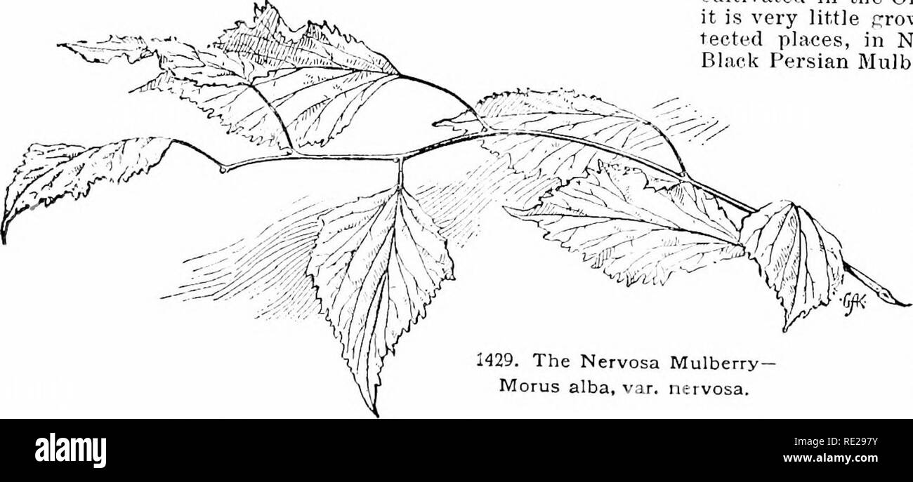 . Cyclopedia of American horticulture, comprising suggestions for cultivation of horticultural plants, descriptions of the species of fruits, vegetables, flowers, and ornamental plants sold in the United States and Canada, together with geographical and biographical sketches. Gardening. 1429. The Nervosa Mulberry Morus alba, var. nervosa. AA. Jjvs. dull green, mostly rough or jnibeseenl. B. Fnll-ejrown lvs. more than i in. long. multicaillis, Perr. {M.dtlni, wr.nni/tiraiilis, Loudon. M. allta. var. latlfolia. Bureau. J/. ^Sinensis, Hort. AI. 1430. Morus alba (XJ-4). nlgrra, Linn. Black Mulberr Stock Photo