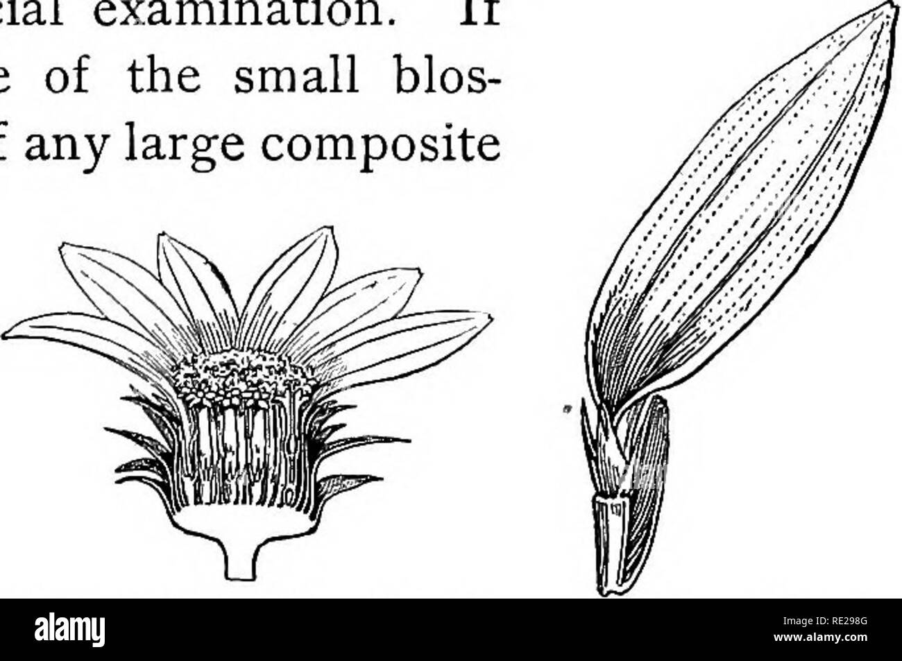 . Botany all the year round; a practical text-book for schools. Botany. THE COROLLA 215. 307. The Ligulate, or strap-shaped corolla, seen in the rays of the sunflower family, is of such frequent occurrence as to deserve a special examination. If you will remove one of the small blos- soms from the disk of any large composite flower (Fig. 426) and imagine its corolla greatly en- larged and split open on the inner side, you will get a very good idea of 426. — a head of artichoke 427. — A ray flower of the nature of the ^°'&quot;'^'^ divided lengthwise. artichoke, enlarged. rays. The five little  Stock Photo