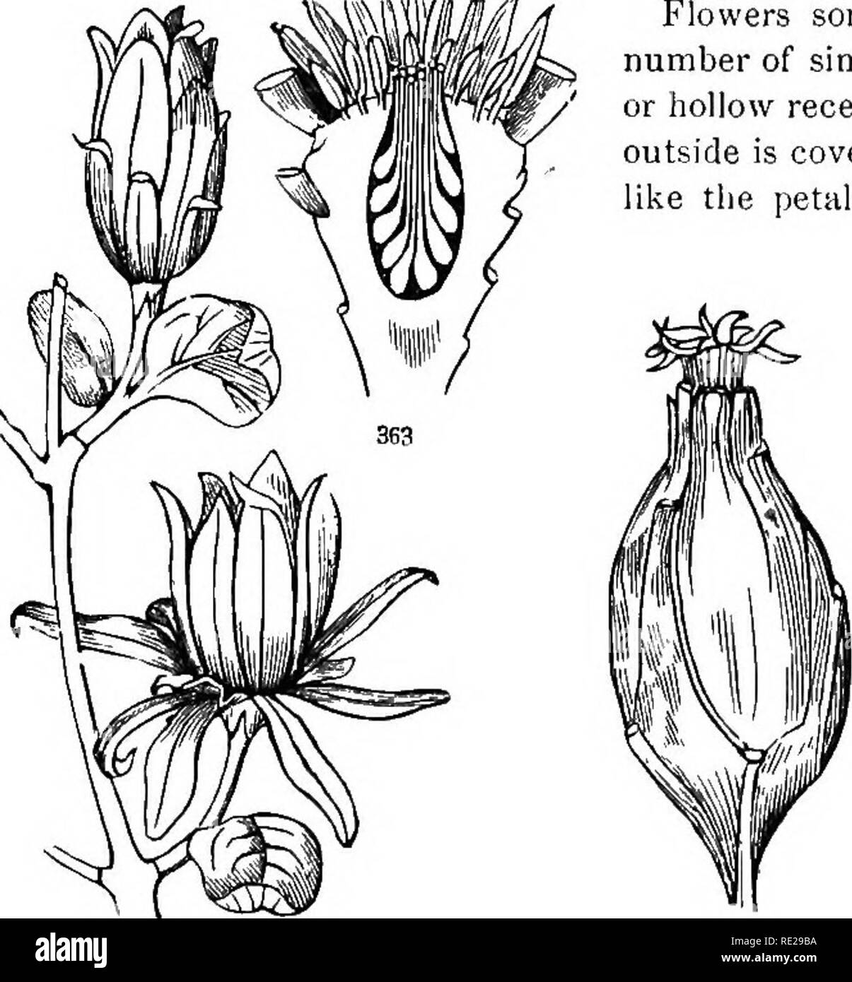 . Botany for young people and common schools. How plants grow, a simple