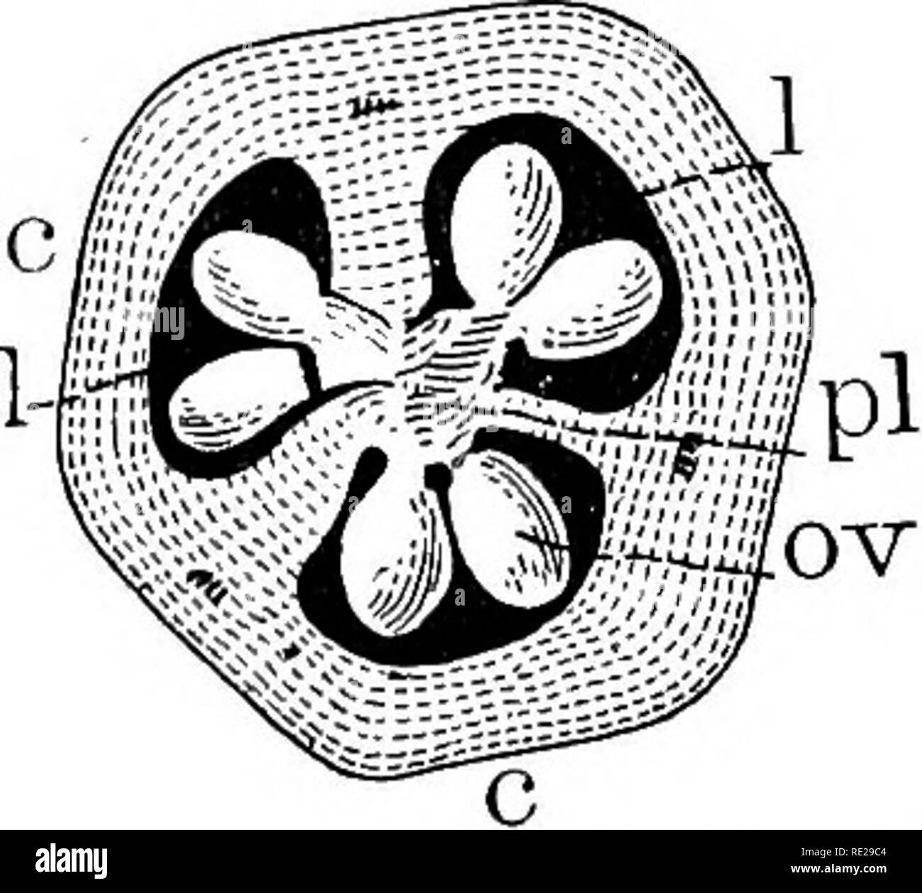 . Botany all the year round; a practical text-book for schools. Botany. 204 THE FLOWER. 391. â Cross section of ovary of iris flower: c, c, car- pels; /, /, celis^ or loculi; ov, ovules; pi, placenta. parietal (Sees. 103, 109). Draw a cross section of the ovary; how many cells has it.? Examine with a lens the little flap under the two-cleft apex of one of the stigmas, and look for a moist spot to which the pollen will adhere. Label this in your longitudinal sketch, stigmatic surface. No seeds can be matured unless some of the pollen reaches this surface ; can you think by what agency it is car Stock Photo