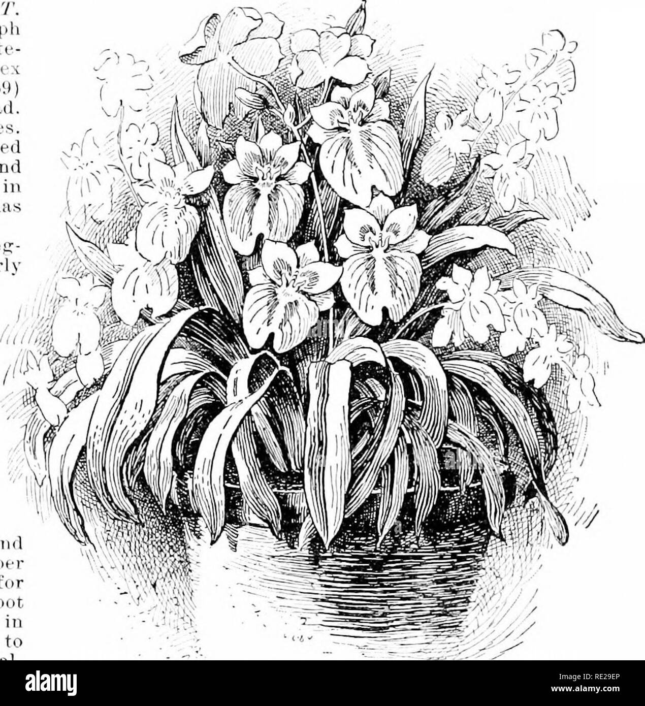 . Cyclopedia of American horticulture, comprising suggestions for cultivation of horticultural plants, descriptions of the species of fruits, vegetables, flowers, and ornamental plants sold in the United States and Canada, together with geographical and biographical sketches. Gardening. MILLA JIILTilXIA lOU MILLA. (J. Milla was bead fjanlener at the Court of Madrid)- LiUAcccr. Bentharu &amp; HooKcr restrict the Â£;enus Milla (as Cavaiiillos, its author, intended) to one â species, M. bifloni. From Brodifiea the /ireuus differs in the fact that the pedicels are not .ioiuted and the peri- anth s Stock Photo