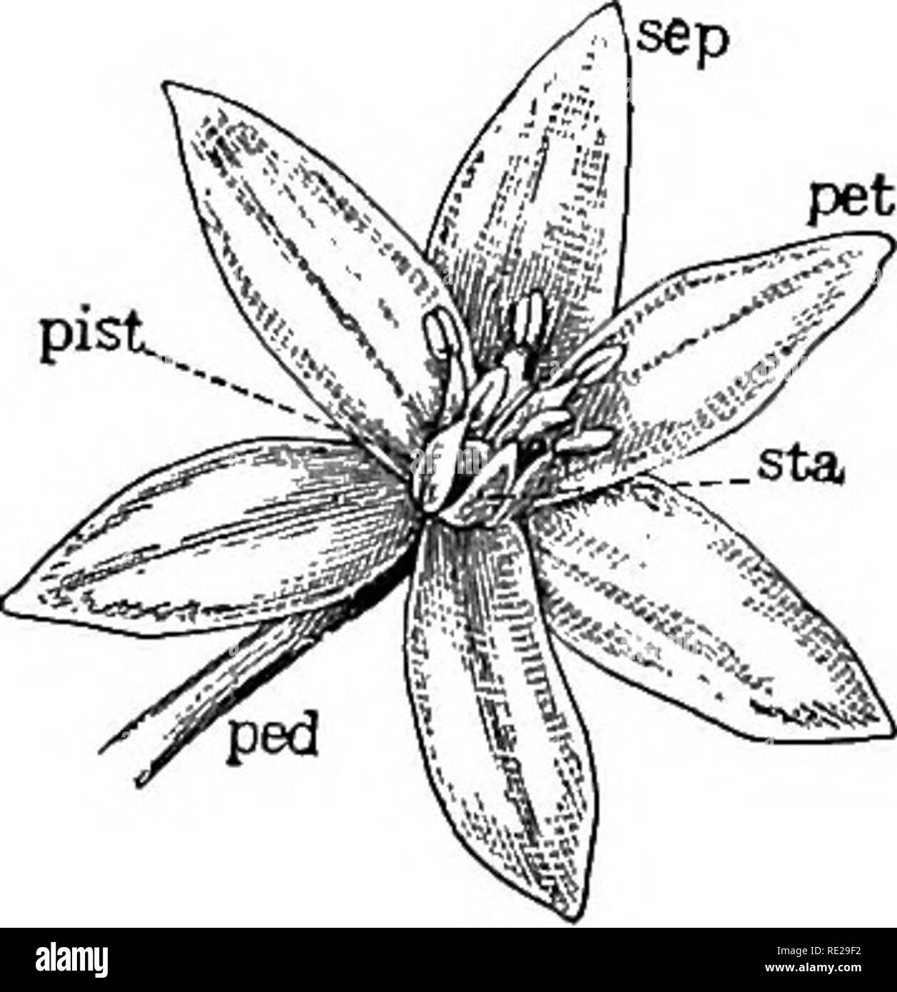 . Botany all the year round; a practical text-book for schools. Botany. VIII. THE FLOWER HYPOGYNOUS MONOCOTYLEDONS Material.— Any flower of the lily family with disunited petals. Star-of-Bethlehem and yucca are used in the text. Tulip, trillium, dog- tooth violet {Eryihroniimi), spiderwort {Tradescantid), white lily, all make excellent examples. 282. The Floral Envelopes.—Make a sketch of a flower of the Star-of-Bethlehem, or other of the Hly tribe, from the outside. Label the head of the peduncle that sup- ports the flower, receptacle, or torus, the three outer greenish leaves, sepals, the th Stock Photo