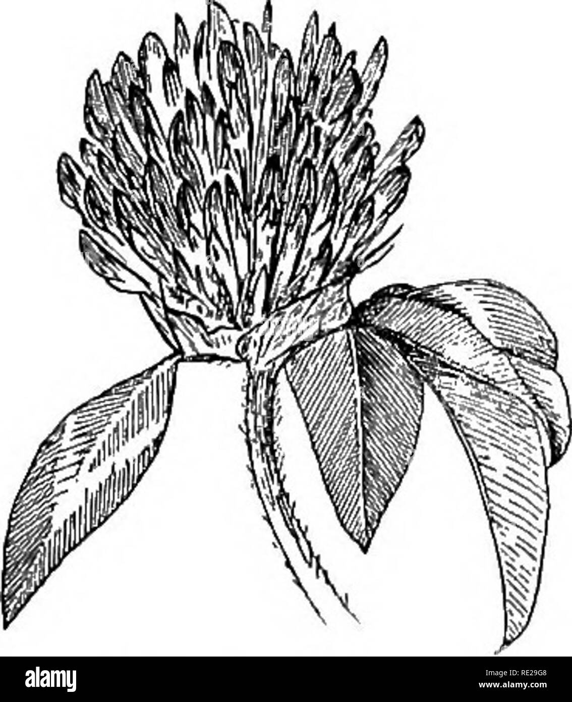 . Botany all the year round; a practical text-book for schools. Botany. I go BUDS AND BRANCHES which is merely a compound raceme, the pedicels of which are branched one or more times. 271. A Spike (Fig. 354) is a raceme with the flowers sessile and more or less crowded together, as in the plantain, smartweed, wheat, barley, etc. A form of spike more common in early spring is the 272. Ament, or Catkin, of which we have abundant examples in the pendent scaly inflorescence of the willow, oak, poplar, and most of our common forest trees (Fig. 355). A sessile corymb or umbel gives rise to 354. â A  Stock Photo