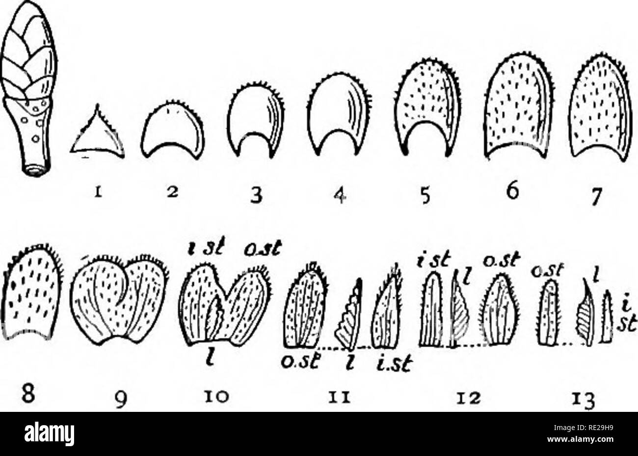 . Botany all the year round; a practical text-book for schools. Botany. 184 BUDS AND BRANCHES SO, is it a cluster or a single flower ? (Terminal buds in the tulip tree are usually, but not always, flower buds.) Remove the next pair of scales and notice the rudimentary leaf between them. This outer leaf is often found to be' dead; can you account iov the fact.'' Pick off the succes- sive pairs of scales, noticing the leaf between them. Observe that the footstalk of each originates between the bases of the scales. You will have no difficulty now in identifying the little round dots in your cross Stock Photo