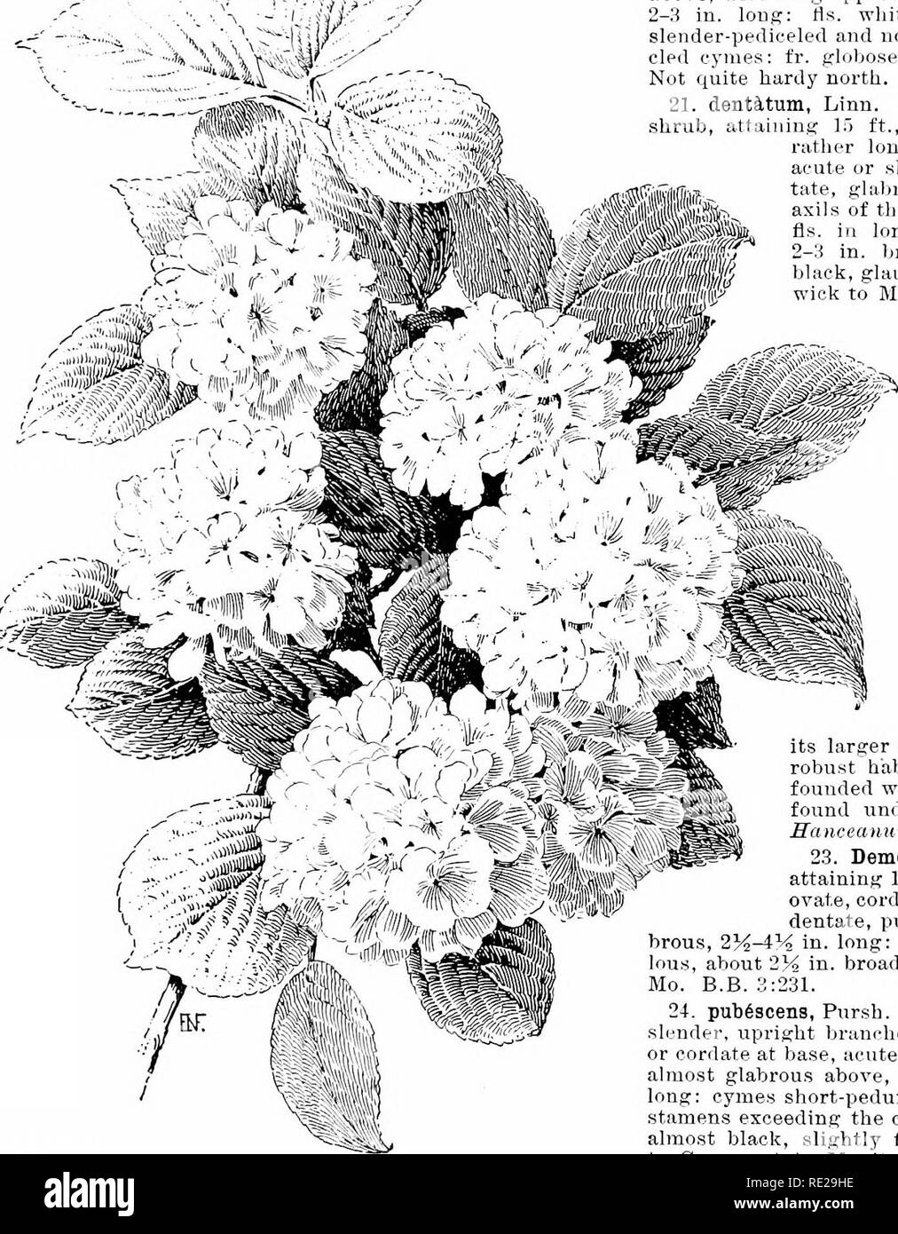. Cyclopedia of American horticulture, comprising suggestions for cultivation of horticultural plants, descriptions of the species of fruits, vegetables, flowers, and ornamental plants sold in the United States and Canada, together with geographical and biographical sketches. Gardening. 1926 VIBURNUM VIBURNUM 17. Jap6nicuin, Spreng. ( I'. marrophijUifm, Blume). Upn;:rbt .shrub, to 6 ft., with ghihrous hrauchey; Ivs, broadly or rhombic - ovate to obIony;-ovate, acute or shortly acuminate, remotely dentate except at the base, 3-G iu. long: fls. in short-peduncled, glabrous cymes 2-4 in. broad: f Stock Photo