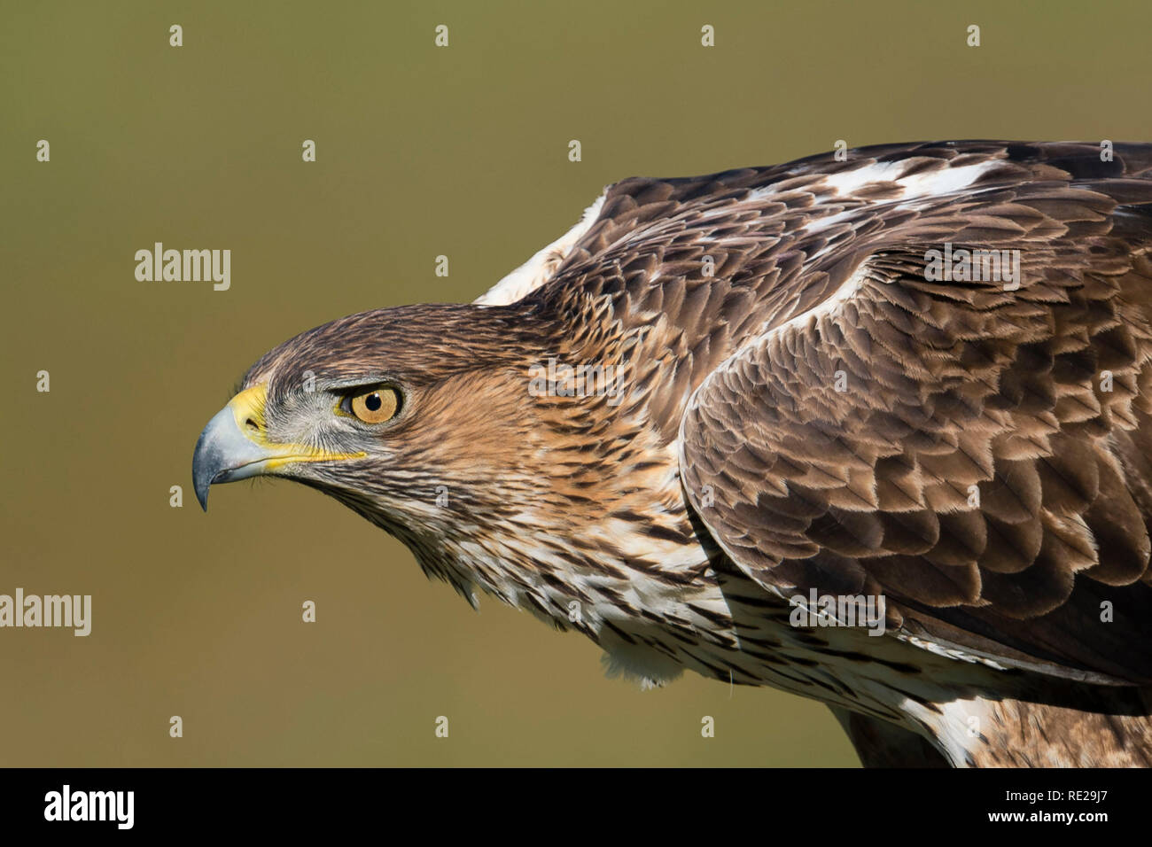 Aquila fasciata Stock Photo - Alamy