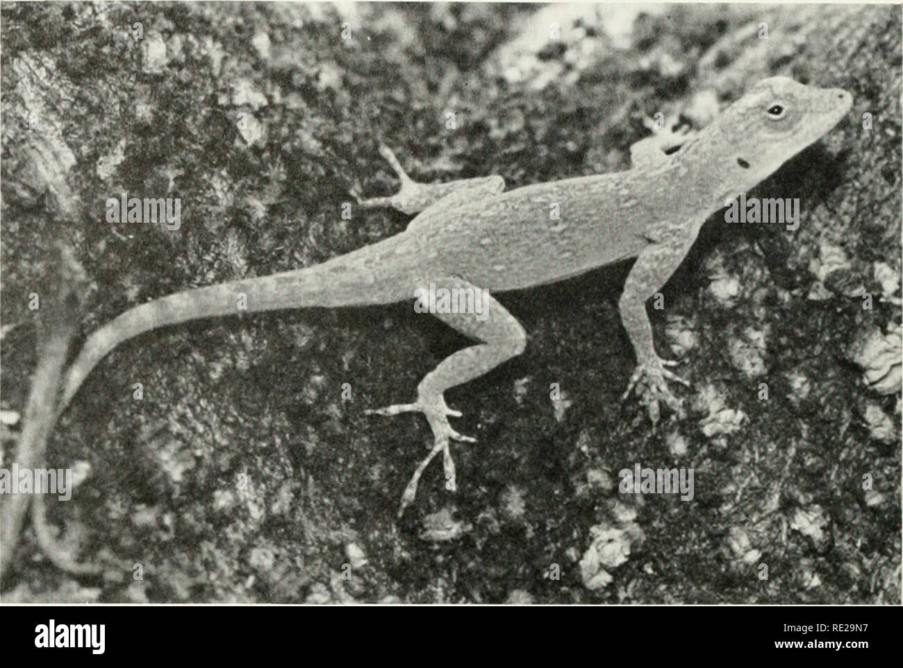 . The ecological impact of man on the south Florida herpetofauna. Amphibians -- Ecology Florida; Nature -- Effect of human beings on Florida. 40 SPECIAL PUBLICATION-MUSEUM OF NATURAL HISTORY. Figure 14. Green Bark Anole (Ano/is distichus doniinicensis). (LP) a relatively luxuriant growth of large trees, especially exotic fruit trees, and ornamental trees such as the black olive. Perhaps, one reason for this lizard's success in urban areas of Dade County is the large number of food items available to it. Colette (1961), Ruibal (1964). Brach (1976) and Dalrymple (1980) have reported A. eqiies- t Stock Photo