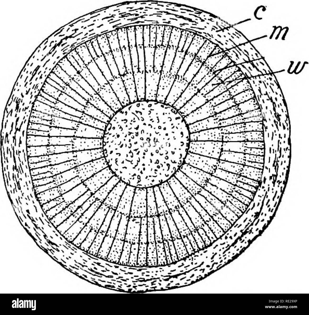 Botany All The Year Round A Practical Text Book For Schools Botany 300 A Section Across A Young Twig Of Box Elder Showing The Four Stem Regions If Epidermis Represented By The