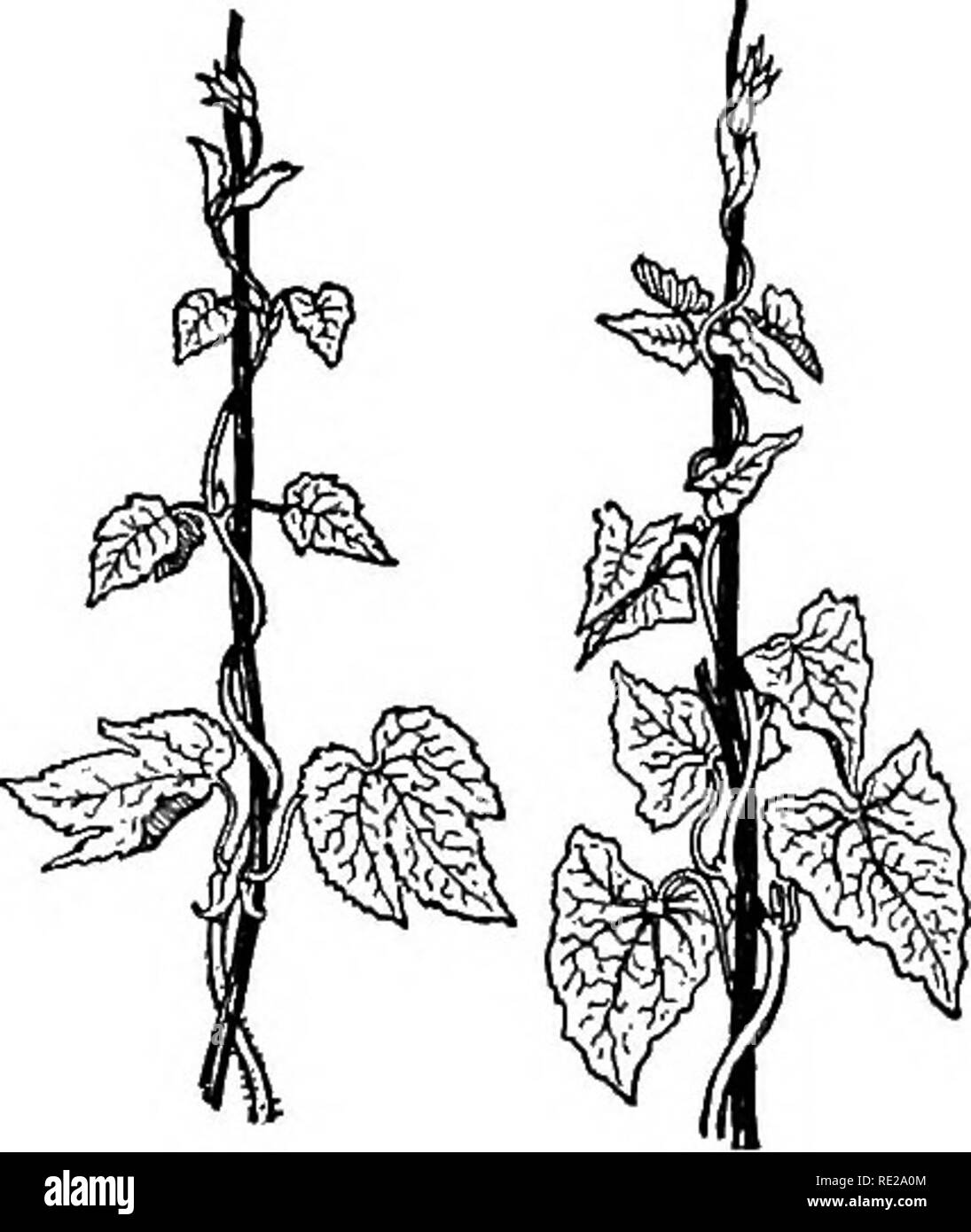 Climbing from one to the other stem hires stock photography and images