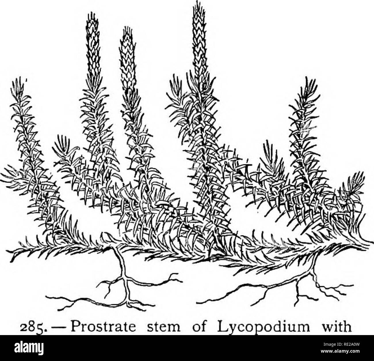 . Botany all the year round; a practical textbook for schools. Botany