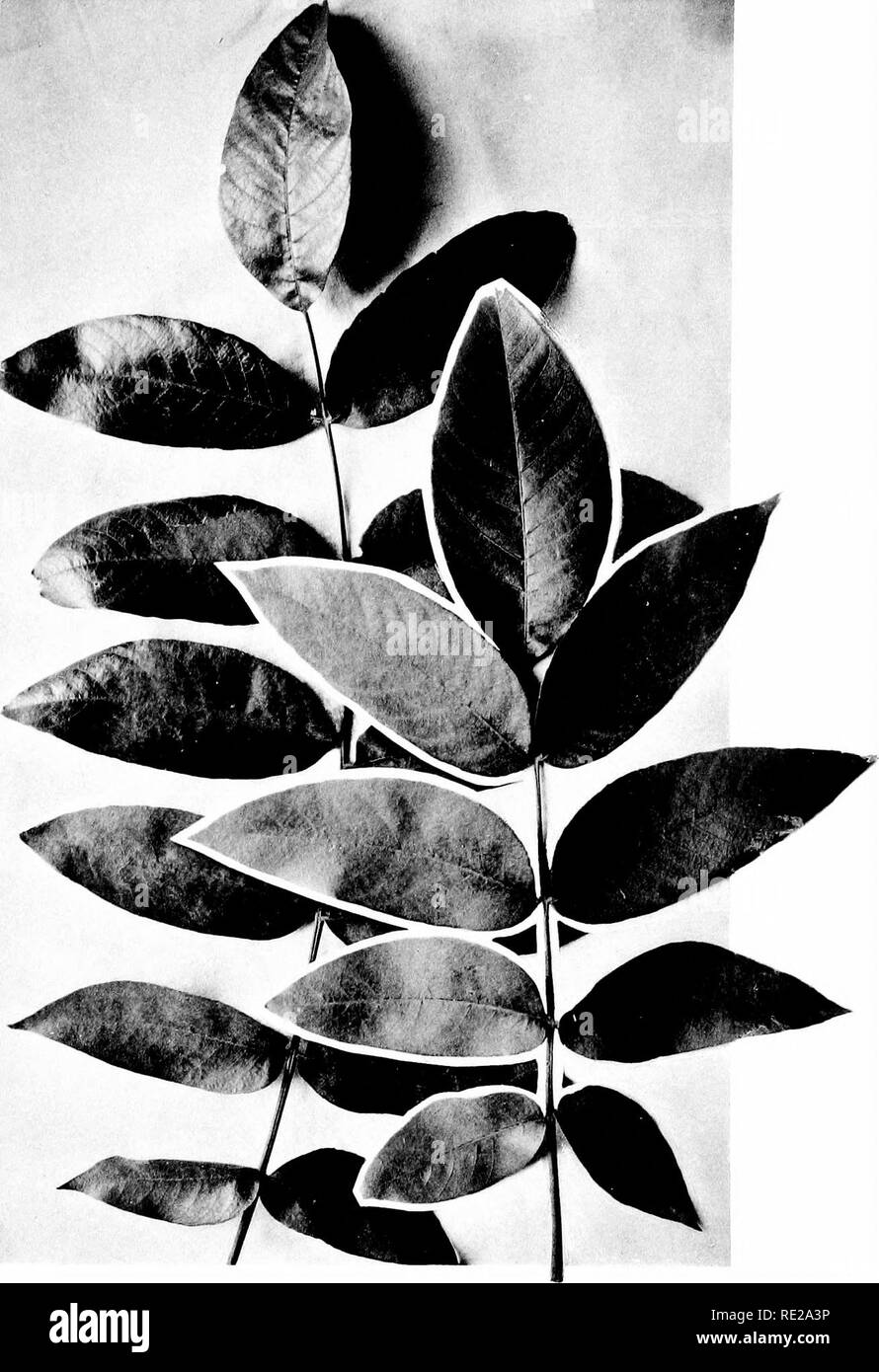 . Studies in heredity as illustrated by the trichomes of species and hybrids of Juglans, Oenothera, Papaver, and Solanum. Heredity; Trichomes. CANNON. Leaves ot Juglans californica X Juglans legia, Fi, from Santa Rosa, California. The &quot;royal&quot; walnut of Luther Burbank. The figures of this plate, and of the following one, illustrate the range of variation in size of leaves and in the number, size, and other qualities of the leaflets. One-third natural size.. Please note that these images are extracted from scanned page images that may have been digitally enhanced for readability - colo Stock Photo