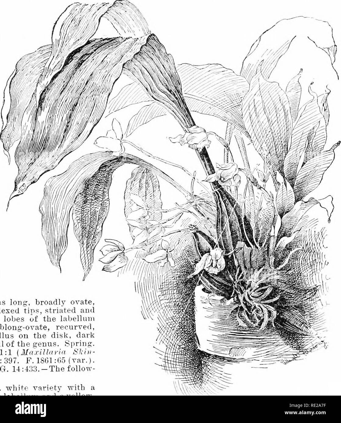 . Cyclopedia of American horticulture, comprising suggestions for cultivation of horticultural plants, descriptions of the species of fruits, vegetables, flowers, and ornamental plants sold in the United States and Canada, together with geographical and biographical sketches. Gardening. LYCASTE LYCASTE 953 compressed, crenulate; callus tongue-shaped, coucave. Often the parts of the tlower are more or less spotted and hairy iu places. July, Aug. Colombia. Gt. l'32l. 5. l&amp;nipes, Lindl. Pseudobulbs large: Ivs. lanceo- late, 12-18 in. long: tls. solitary, as many as 1;3 on a plant, creamy whit Stock Photo