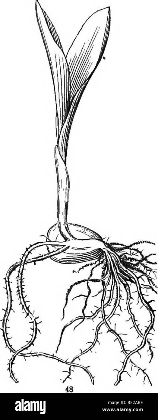 . Botany for young people and common schools. How plants grow, a simple introduction to structural botany. With a popular flora, or an arrangement and description of common plants, both wild and cultivated. Botany; Botany. HOW PLANTS GROW FROM THE SEED. 21 into sugar, and dissolved in f lie water which is absorbed from the ground ; tlie coty- ledon imbibes this, and sends it into the radicle, r, to make the root, and into thp plumule, p, enabling it to develop the set of leaves, wrapped up one within another, of which it consists, and expand them one after another in the air. Fig. 47 shows a s Stock Photo