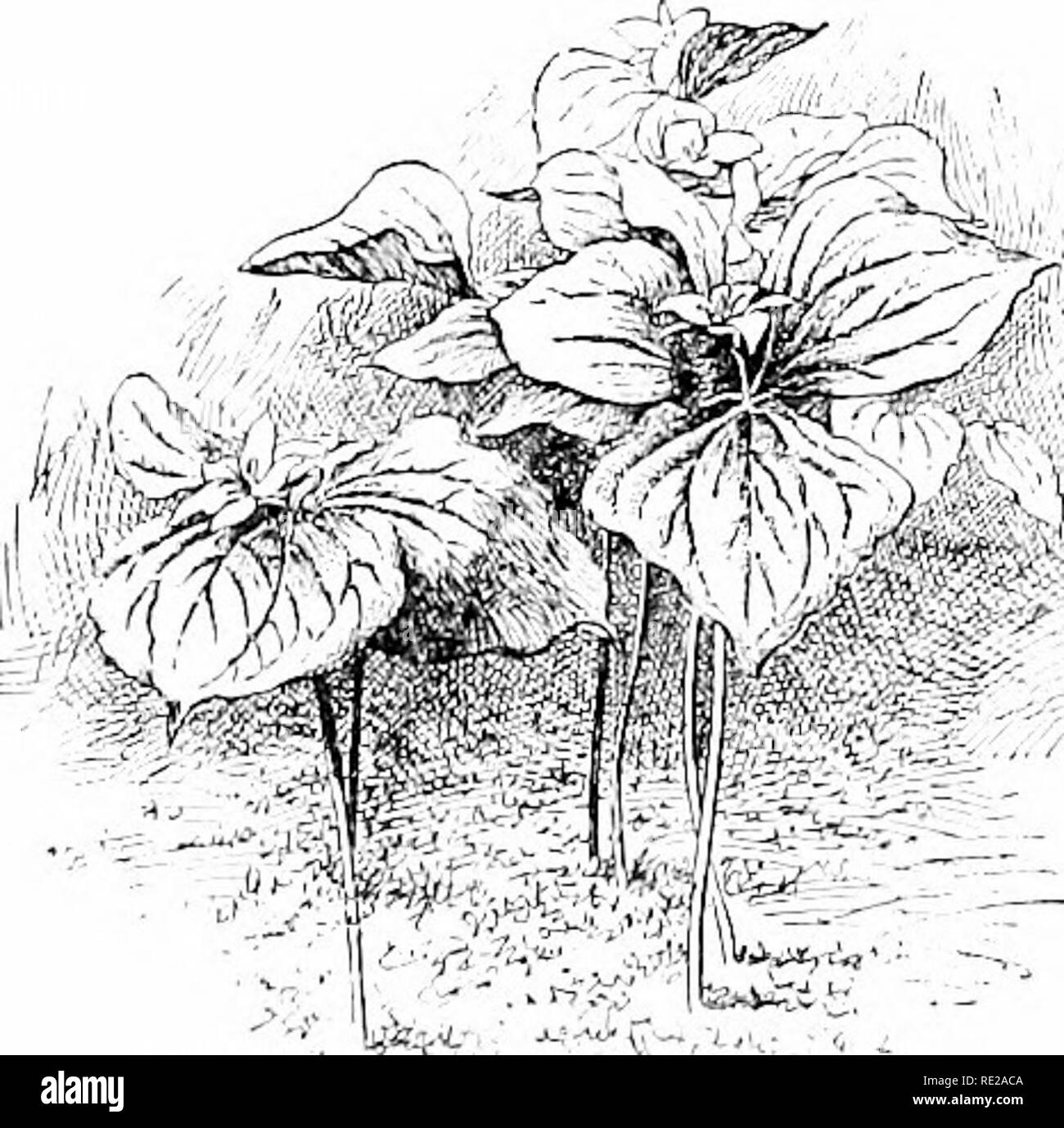 . Cyclopedia of American horticulture, comprising suggestions for cultivation of horticultural plants, descriptions of the species of fruits, vegetables, flowers, and ornamental plants sold in the United States and Canada, together with geographical and biographical sketches. Gardening. 2375. Trillium erectum (Xli). Sporting forms are not uncommon. Sometimes forms occur with petiolate Iv.s. A.G. 1892 :206. T. gnnidiflo- rnm is the best and handsomest species for cultivation. 8. ovS,tum, Pursh. Much like T. grandifl07-um, but the petals narrowdanceolate or narrow ovate, the sepals usually nearl Stock Photo