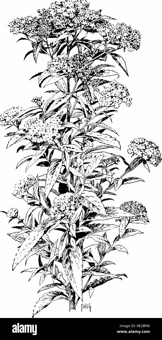 Stiff upright shrub Black and White Stock Photos & Images - Alamy