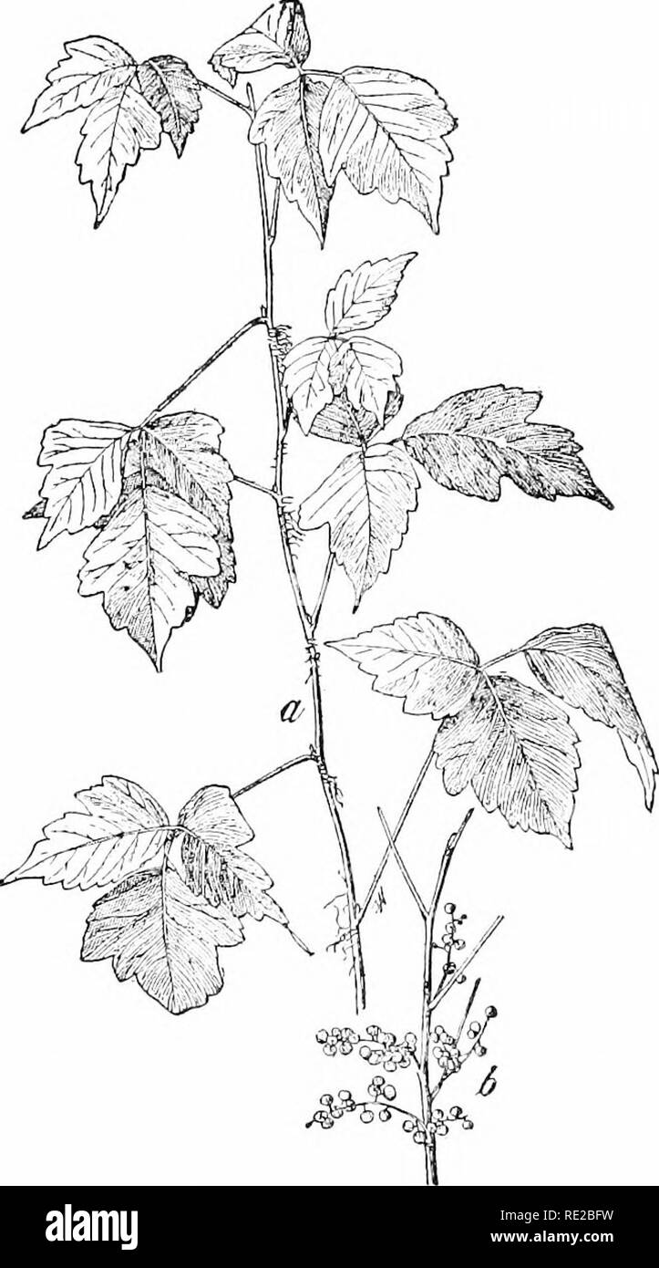 . Plants and their uses; an introduction to botany. Botany; Botany, Economic. 218 MEDICINAL AND PniSON(A:S PLANTS is to rub thoroughly the affected part every few hours with a concentrated solution of sugar of lead in alcohol of 50-75% strength. As alkalis convert the oil into a harmless soap,. Fig. 210.âPois(jii-i'y {Rluin Tn.rifmt, lul,-,,,,. .Sumac Family. Aiiaairdinciir). (7, spray showing air-mcits and lca-es. 1: h, fruit, 1. (Cliesnut.) â Climl)inK or trailing shrul) l)cci.niinf; (i-1.&quot;) m. Iouk, .sometimes erert and bushy; hâ a^'os .smooth oi- downy: Howcrs nrci n; fruit smooth,  Stock Photo