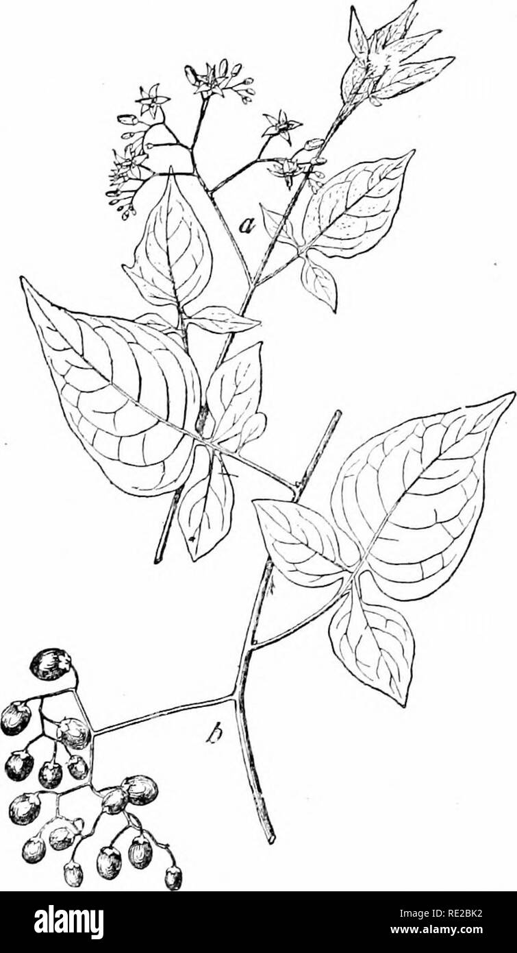 Plants And Their Uses An Introduction To Botany Botany Botany Economic Plants Poisonous To Eat 9 Wood Ancmonv Fik 194 Claphnp Fig 195 And Oloander Figs 196 197 More Dangenms Tlian Any