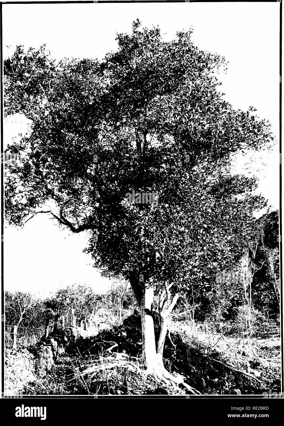 . The indigenous trees of the Hawaiian Islands. Trees. PLATE 15S.. SIDEROXYLON AUAHIENSE  ar. AURANTIUM TJock var. now Alaa Tree. firowiug at I'luiwaawaa, on the lava iielils of Jit. irualalai, North Koiia, Hawaii.. Please note that these images are extracted from scanned page images that may have been digitally enhanced for readability - coloration and appearance of these illustrations may not perfectly resemble the original work.. Rock, Joseph Francis Charles, 1884-1962. Honolulu, T. H. Stock Photo