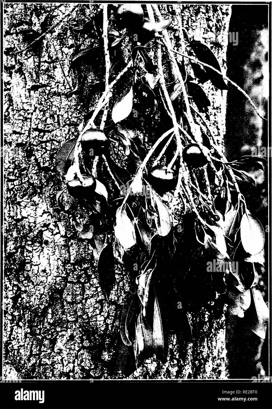 . The indigenous trees of the Hawaiian Islands. Trees. PLATE 157.. SIDEROXYLON AUAHIENSE var. AUEANTIUM Eoek var. nov. Alaa. Fruiting braneli pinned against trunk of tree, showing thick scaly bark. Growing on the lava fields of Puuwaawaa, North Kona, Hawaii.. Please note that these images are extracted from scanned page images that may have been digitally enhanced for readability - coloration and appearance of these illustrations may not perfectly resemble the original work.. Rock, Joseph Francis Charles, 1884-1962. Honolulu, T. H. Stock Photo