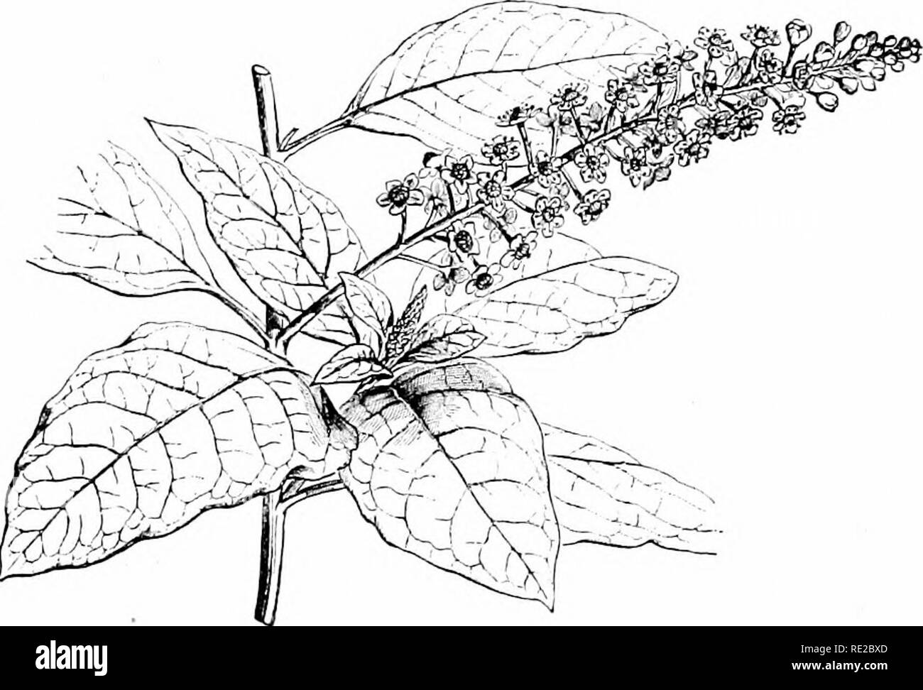 . Plants and their uses; an introduction to botany. Botany; Botany, Economic. Fig. ISO, II.—Poison Hemlock. A, flower, cut vertically'. B, fruit, entire. C, same, cut across. {Baillon.). Fig. 181, I.—Pokeweed (Phytolacca decandra, Pokeweed Family, Phy/o- laccacece). Flowering branch. (Baillon.)—Perennial herb 1-4 ni. tall; leaves smooth; flowers greenish white; fruit fleshy, dark purple. Native home. United States. Root and seeds poisonous.. Please note that these images are extracted from scanned page images that may have been digitally enhanced for readability - coloration and appearance of  Stock Photo
