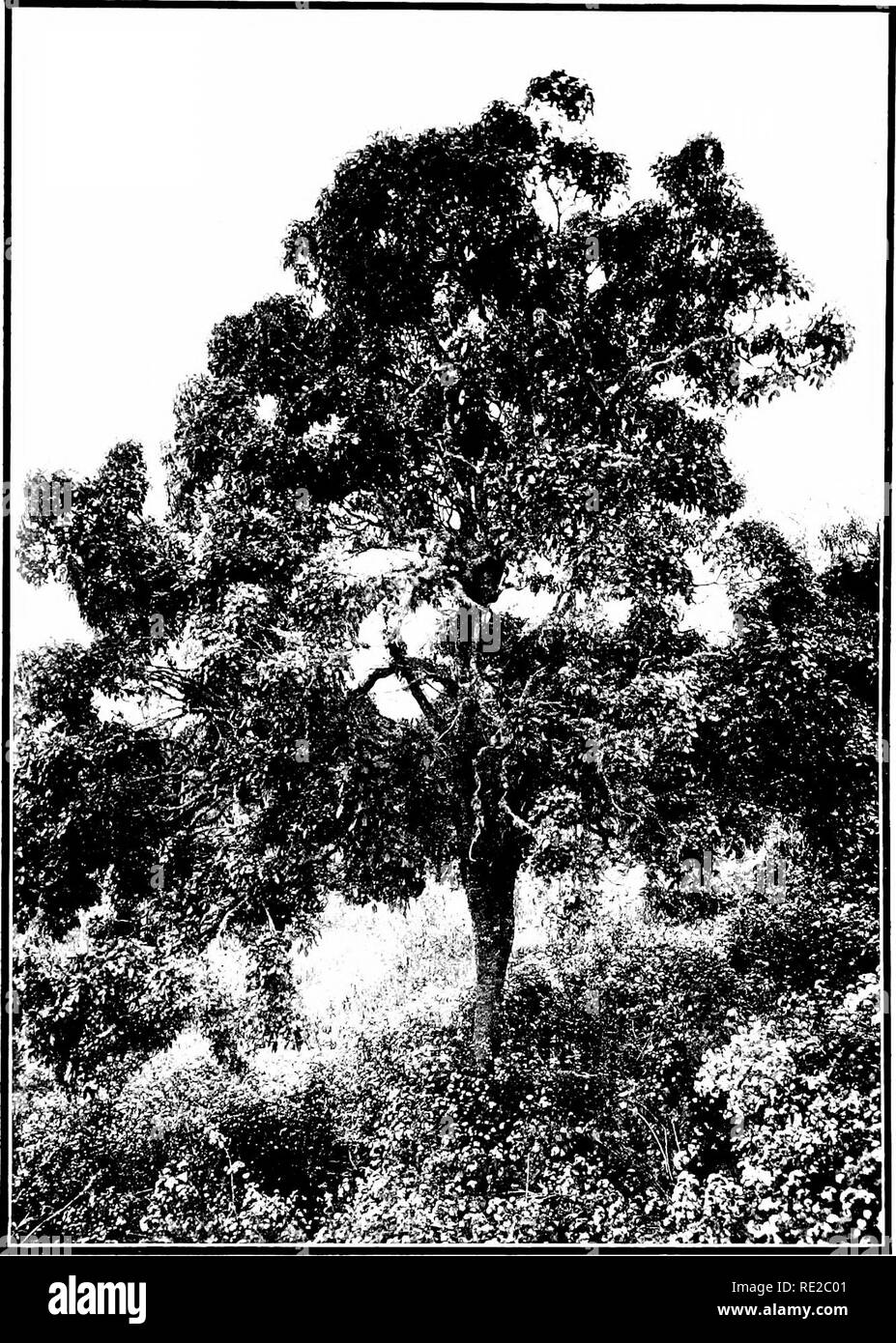 . The indigenous trees of the Hawaiian Islands. Trees. TLATl-: 147. CHEIRODENDRON GAUDICHAUDII (DC.) Sconi. Treo growing on tlie oM l;i:i ileitis r&gt;f Au:ilii, sdiitlieiii slope of !Mt. Haleakiila, ^Taiii; cle-ation 2SIIII feet.. Please note that these images are extracted from scanned page images that may have been digitally enhanced for readability - coloration and appearance of these illustrations may not perfectly resemble the original work.. Rock, Joseph Francis Charles, 1884-1962. Honolulu, T. H. Stock Photo