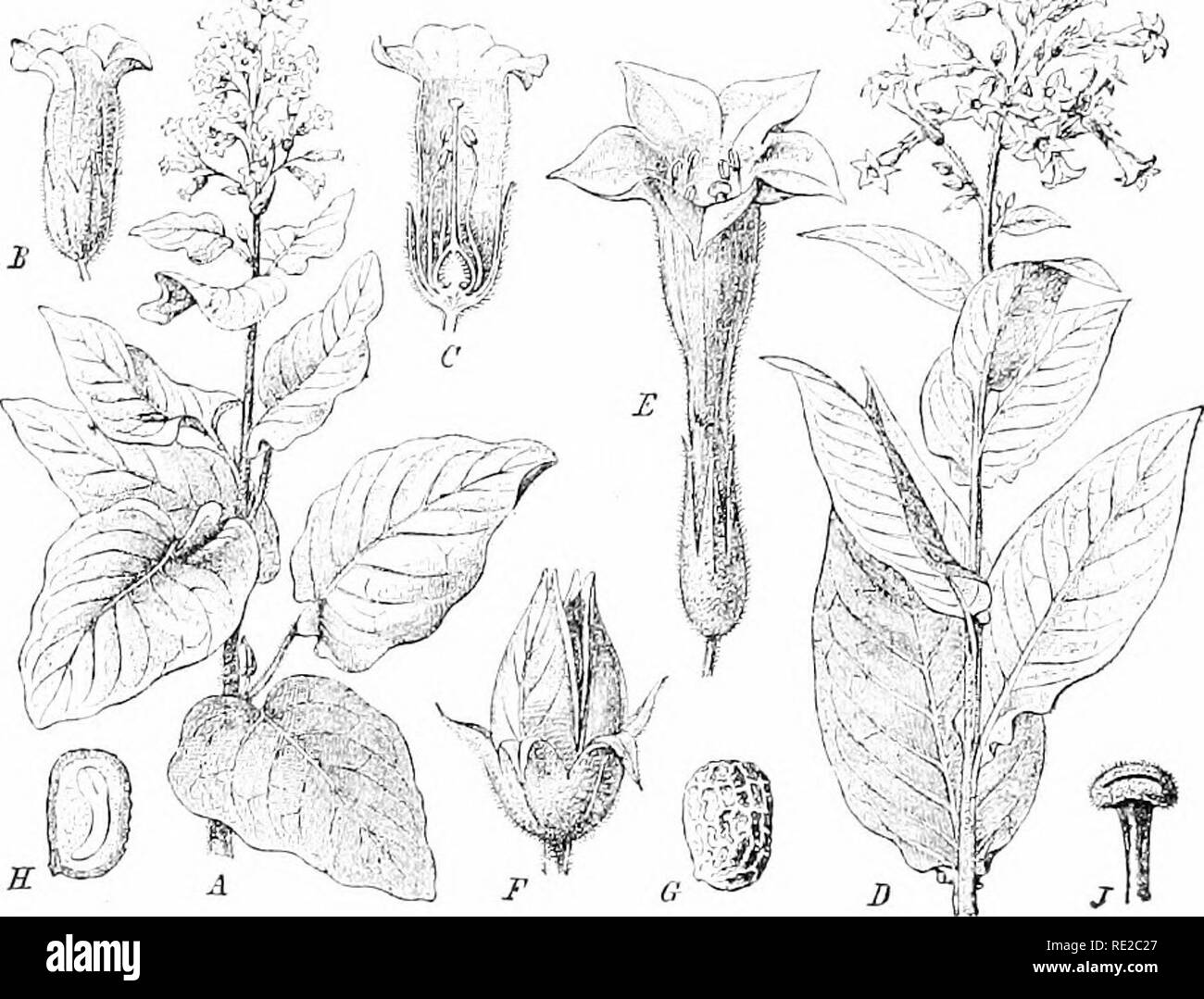 how to dry tobacco How to dry harvested herbs and plants