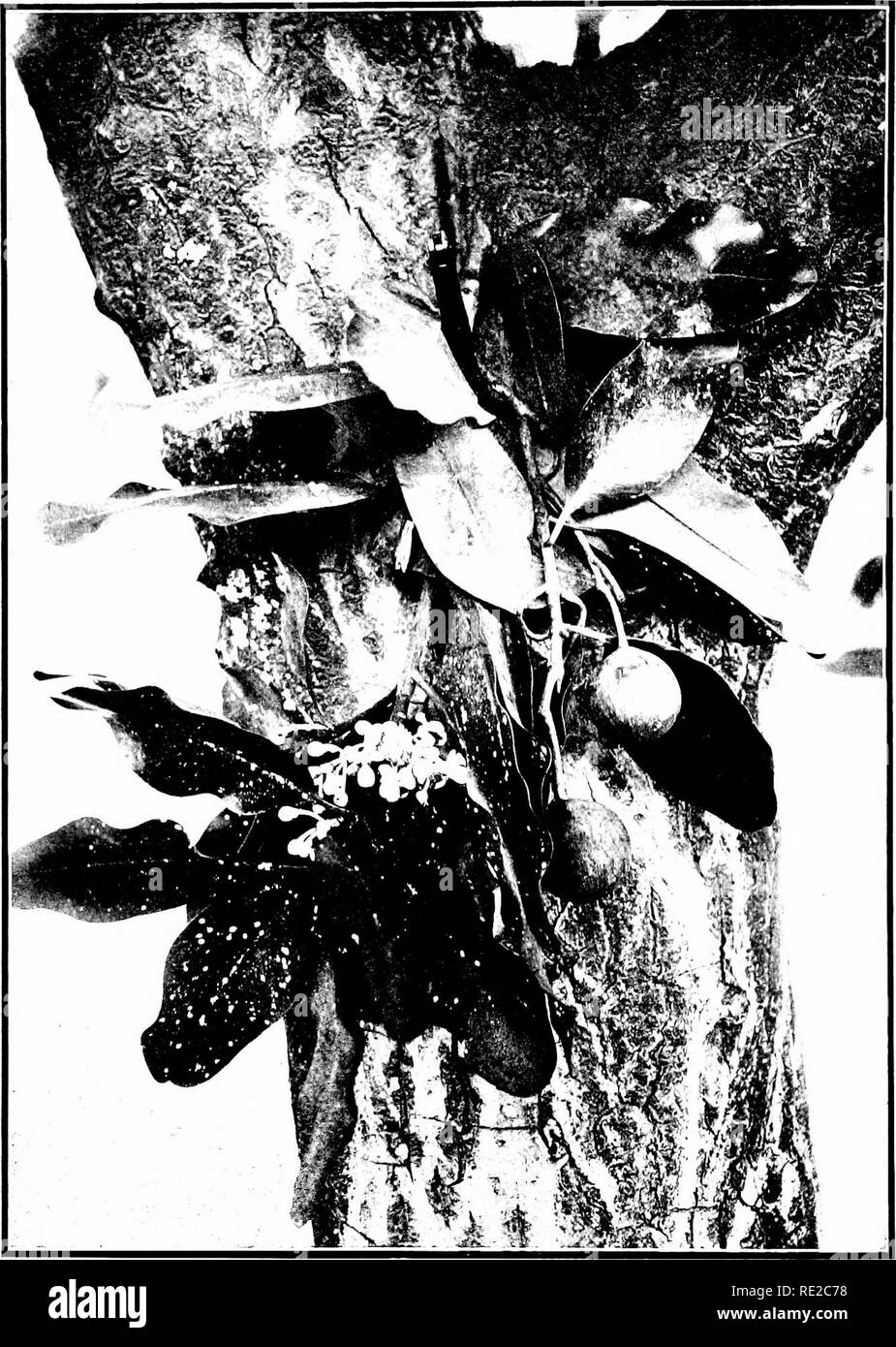 Kamani tree Black and White Stock Photos & Images Alamy