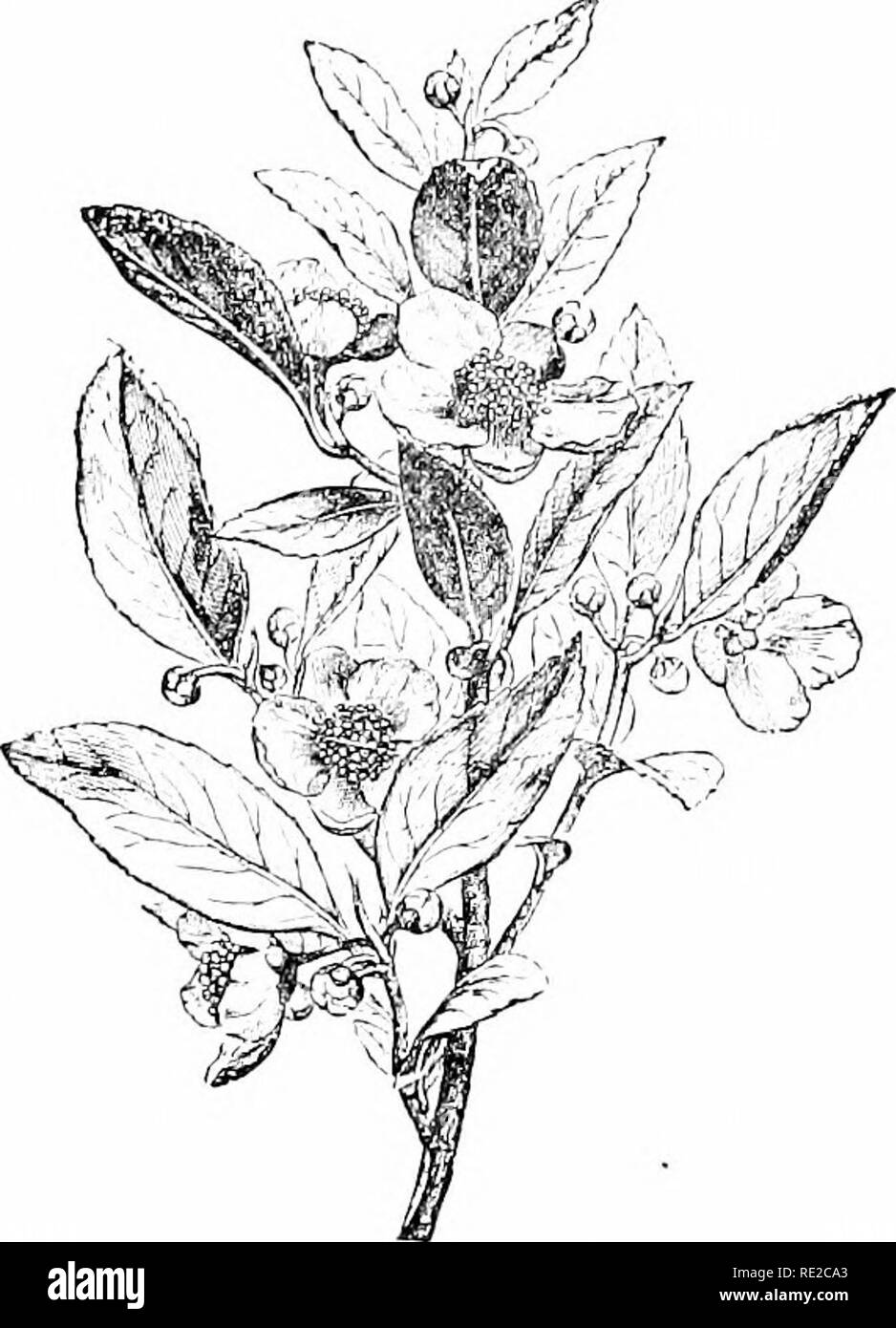 Native plants of china Black and White Stock Photos & Images - Alamy