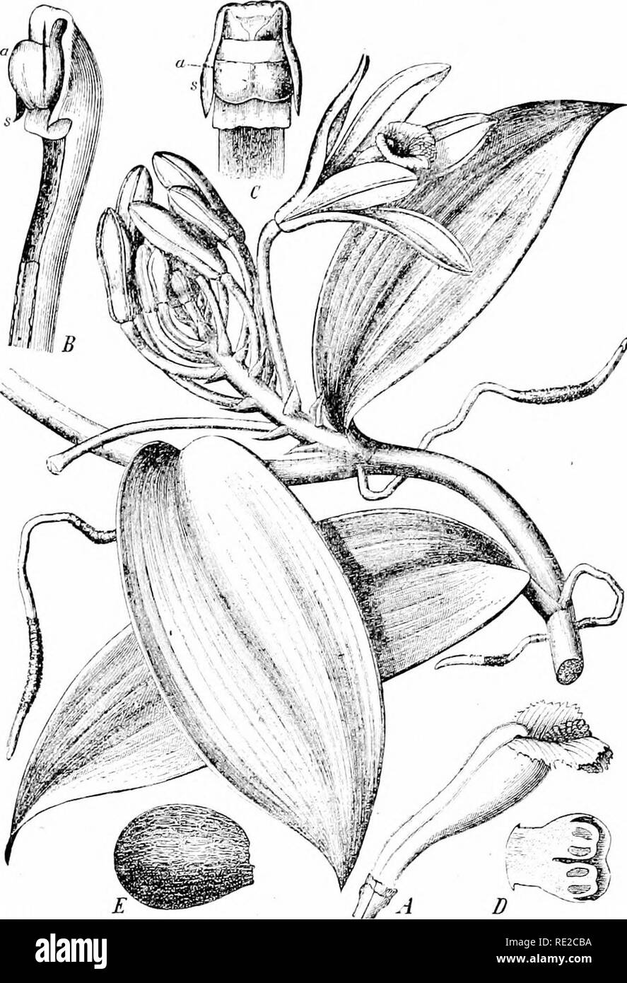 . Plants and their uses; an introduction to botany. Botany; Botany, Economic. ESSENCES 149. Fig. 148, I.—Vanilla (Vanilla planifolia, Orchid Family, Orchidacece.) Flowering branch, reducerj in size, showing leaves and air-roots. ^1, lip of the flower, and along its back the &quot;column&quot; formed of style and stamens grown together. B, C, column, ,side view and front view, show- ing anthers (a) and rudimentary .stamen (s). D, top of column, cut lengthwise through anthers. E, seed, much enlarged. (Berg and Schmidt.) A tall, climbing herb attaching itself to trees by means of air-roots; leave Stock Photo