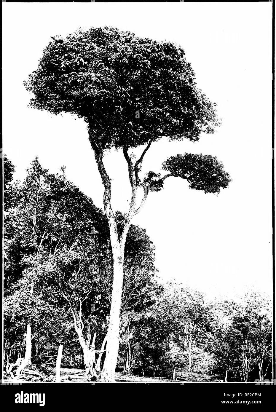 . The indigenous trees of the Hawaiian Islands. Trees. I'LATI-; 106.. SAPINDUS SAPONARIA L. A'e nv Manele. Tree growiiii; in the Kipiika l'ii;uihi, Hawaii; clc'atioii 4(infl fet't.. Please note that these images are extracted from scanned page images that may have been digitally enhanced for readability - coloration and appearance of these illustrations may not perfectly resemble the original work.. Rock, Joseph Francis Charles, 1884-1962. Honolulu, T. H. Stock Photo
