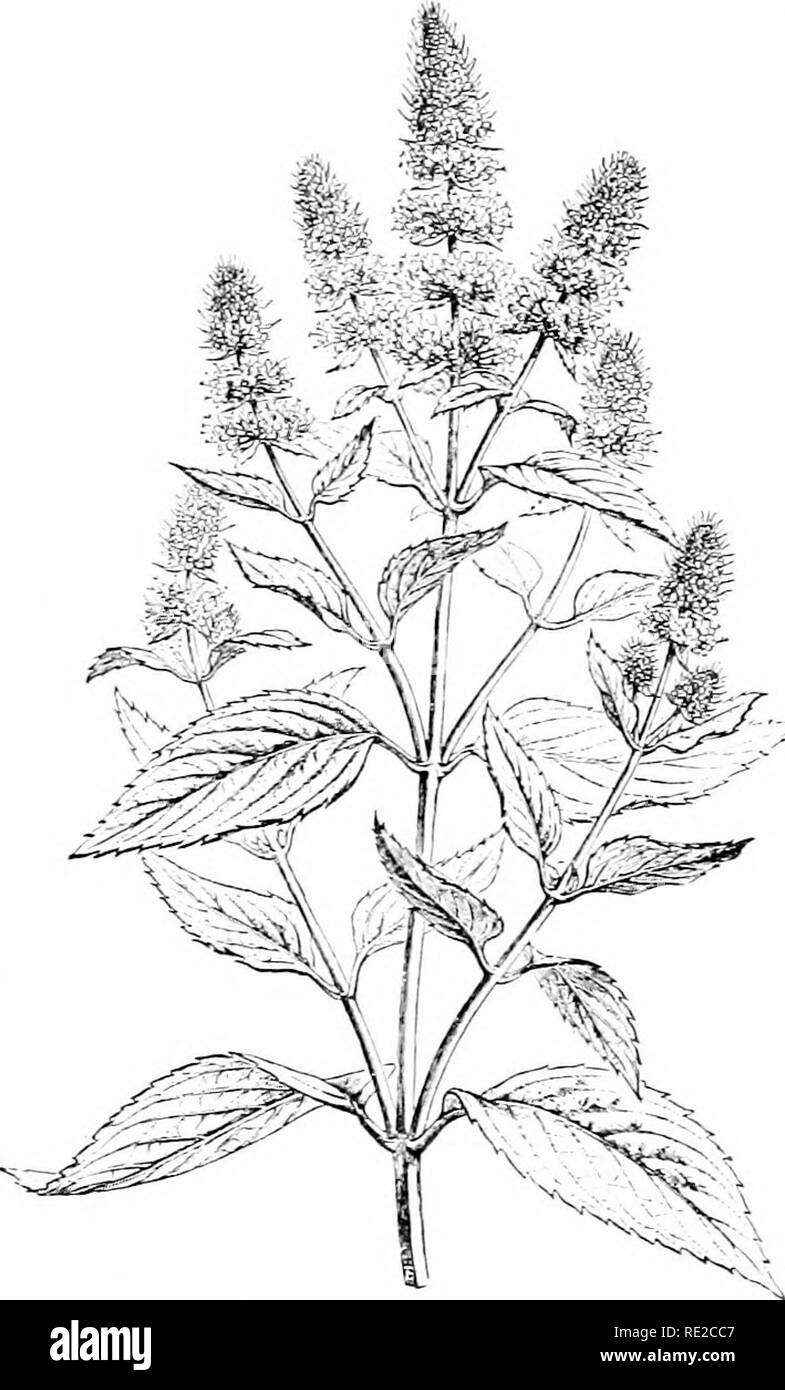 . Plants and their uses; an introduction to botany. Botany; Botany, Economic. ESSENCES 147 also in the sugar-ljcet rout, ami is manufactured artificially from oil of cloves and from pine wood. But these artificial products are inferior in flavor to the natural product extracted from the vanilla &quot;bi can.. Fig. 146, I.—Peppermint {MtnOia piperita. Mint FanliJ^^ LnhiaUT). Flowering top. (Baillon.J—A perennial herb, growing 1 ni. tall, aro- matic; leaves bearing numerous minute volatile oil glands; flowers pale purplish; nutlets seldom formed. The oil of wintergreen is likewise manufactured a Stock Photo
