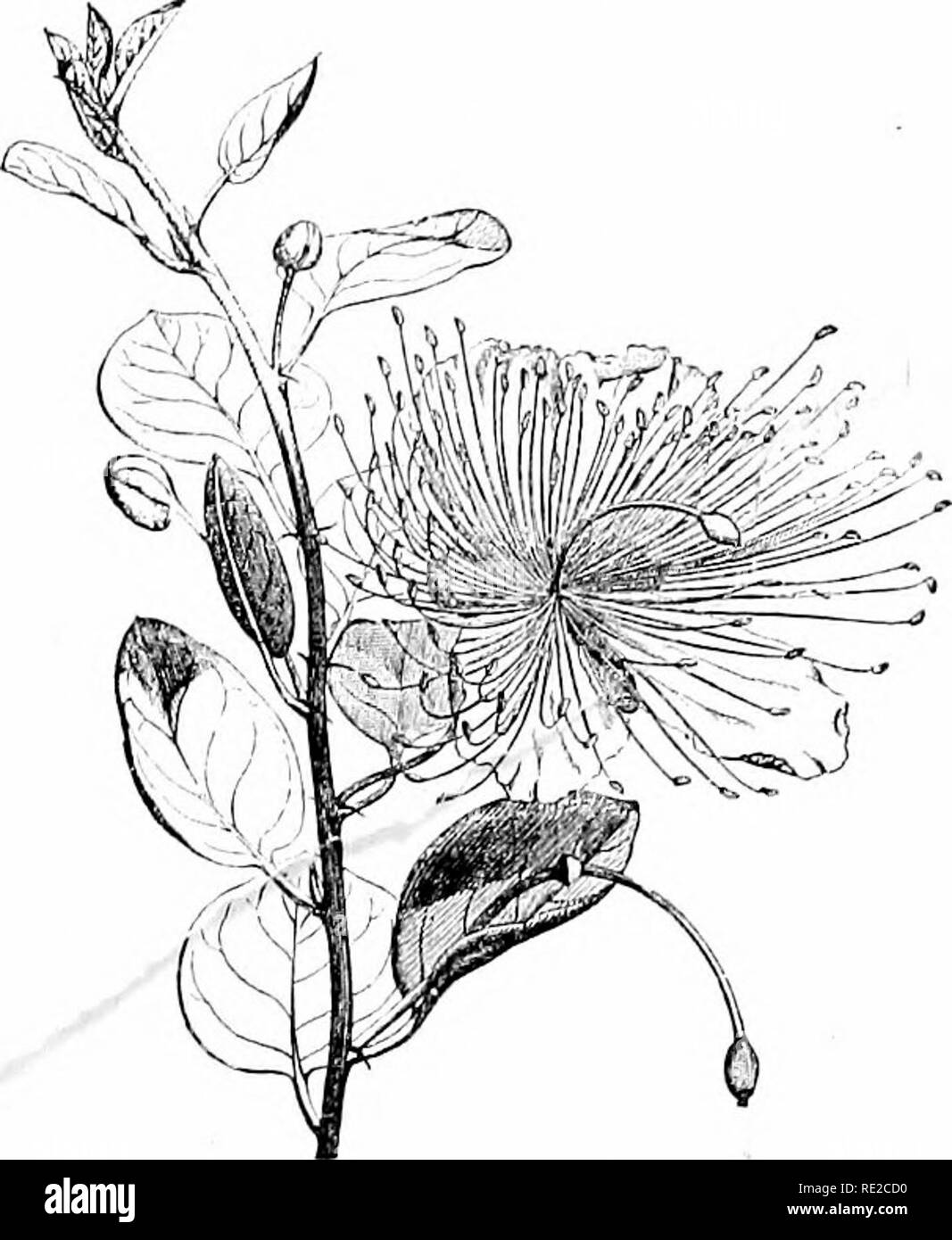 . Plants and their uses; an introduction to botany. Botany; Botany, Economic. MISCELLANEOUS CONDIMENTS 145. Fig. 145. I.âCaper-bush (Capparis spinosa, Caper Family, Capparidacece). Flowering branch showing spines, leaves, flower-buds (which form the condiment), flower, and young fruit. (Baillon.)âA straggling shrub â about 1 m. tall; leaves glossy; flowers white with violet stamens; fruit dry. Native home, Mediterranean Region, and India.. Please note that these images are extracted from scanned page images that may have been digitally enhanced for readability - coloration and appearance of th Stock Photo