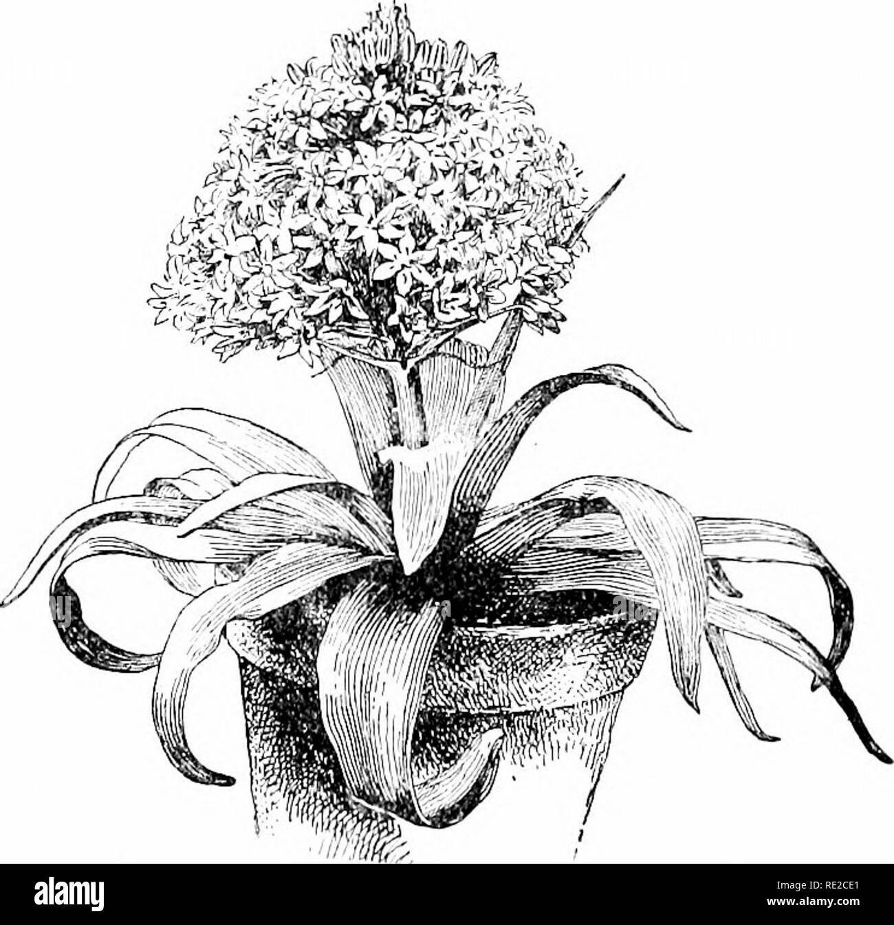 1630 1 Black and White Stock Photos & Images - Alamy