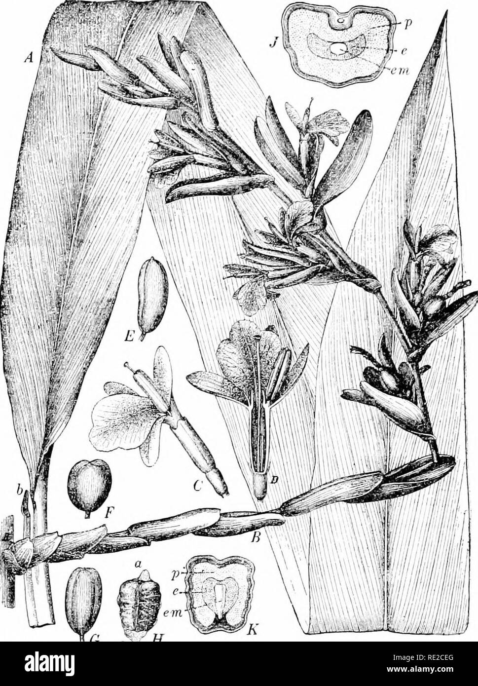 . Plants and their uses; an introduction to botany. Botany; Botany, Economic. MISCELLANEOUS CONDIMENTS 141. ro a^ H Fig. 139.—Cardamoms (Blcttaria cardamomum. Ginger Family, Zingibera- cew). A, leaf. B, flowering branch. C, flower, f. D, same cut ver- tically. E, F, G, various forms of pods, .?. H, seed, mth covering, enlarged. /, K, seed, cut across and vertically, showing the seed-food (p and e) and the embryo (cm). (Luerssen.)—A perennial herb with leafy shoots 2-.3 m. tall; leaves pale green; flowers whitish, purple- striped; pods pale yellowish; seeds brown. Native home, India to Java. me Stock Photo