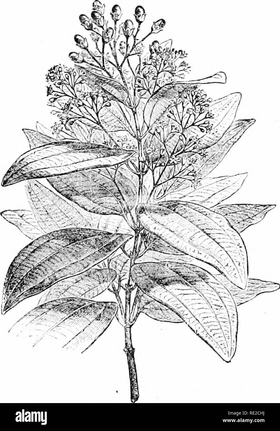 Orange berry tree Black and White Stock Photos & Images Alamy