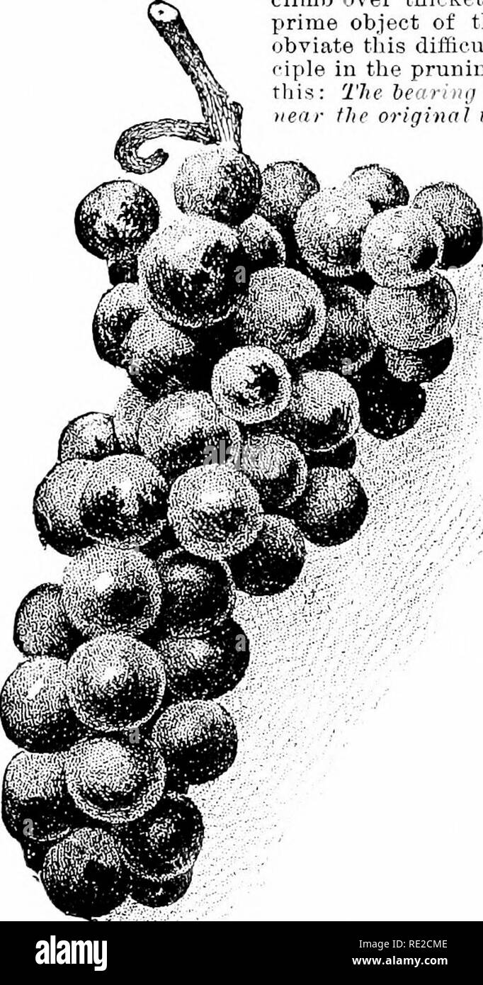 . Cyclopedia of American horticulture, comprising suggestions for cultivation of horticultural plants, descriptions of the species of fruits, vegetables, flowers, and ornamental plants sold in the United States and Canada, together with geographical and biographical sketches. Gardening. 668 GRAPE GRAPE of tlie grower. The Concord is one of the strongest and most x&gt;roductive of Grapes. Twelve to 15 lbs. is a fair crop for a mature vine; 20 lbs. is a heavy crop; 25 lbs. is a very heavy crop. An average cluster of Concord will wei^^h l^-l'-i lb. The vine may be expected to carry from 30 to GO  Stock Photo
