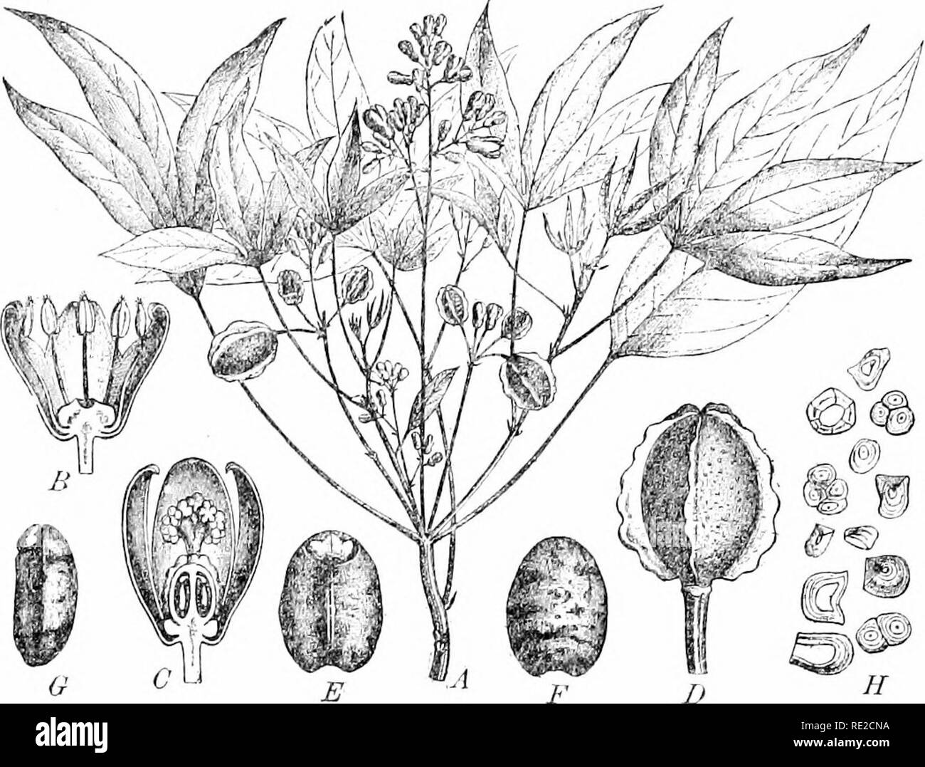 . Plants and their uses; an introduction to botany. Botany; Botany, Economic. MISCELLANEOUS FOOD-PRODUCTS 111. Fig. 117, II.—Bitter Cassava. A, flowering and fruiting branch. B, stam- inate flower, cut vertically. C, pistillate flower, cut vertically. D, fiiiit. E, F, G, seed, viewed from front, back, and side. H, starch grains from the root, much magnified. (Pax, Martins, and Tschirch.) informed, that mushrooms are as nourishing a food as meat. That this is an absurd exaggeration is seen from the fact that a pound of mushrooms contains less than one-sixth as much proteid as a pound of meat. F Stock Photo