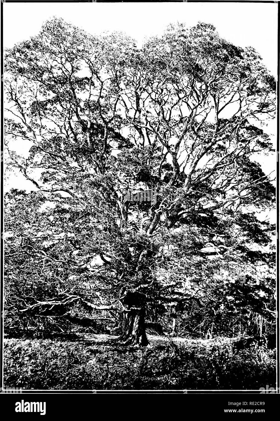 . The indigenous trees of the Hawaiian Islands. Trees. I'LATE G7.. ACACIA KOA Gray. Koa. Tice about X&quot; feci tall, witli fliameter of triinlc aliout i feet; growing in the Kipuka I'naulu, near Volcano Kilanea, Hawaii; elevation 4(111(1 feet.. Please note that these images are extracted from scanned page images that may have been digitally enhanced for readability - coloration and appearance of these illustrations may not perfectly resemble the original work.. Rock, Joseph Francis Charles, 1884-1962. Honolulu, T. H. Stock Photo