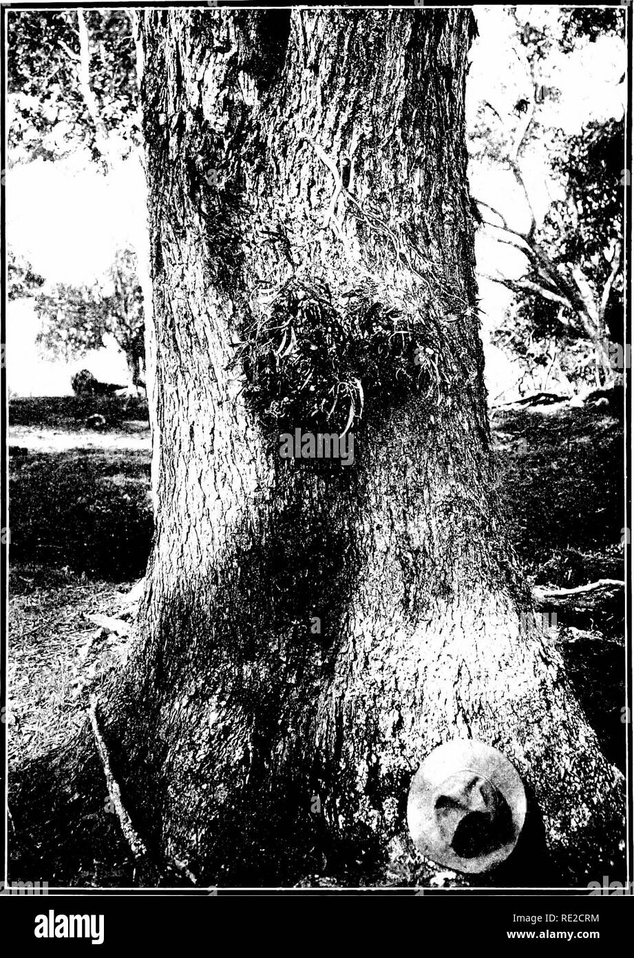 Acacia tree koa tree hawaii hires stock photography and images Alamy