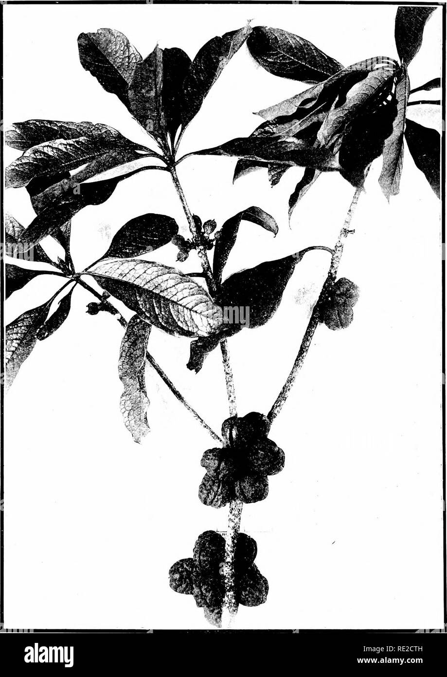 . The indigenous trees of the Hawaiian Islands. Trees. PLATE 63.. PITTOSPORUM HAWAIIENSE lilirl. Hoawa. Showing fniitiiia; liranch.. Please note that these images are extracted from scanned page images that may have been digitally enhanced for readability - coloration and appearance of these illustrations may not perfectly resemble the original work.. Rock, Joseph Francis Charles, 1884-1962. Honolulu, T. H. Stock Photo