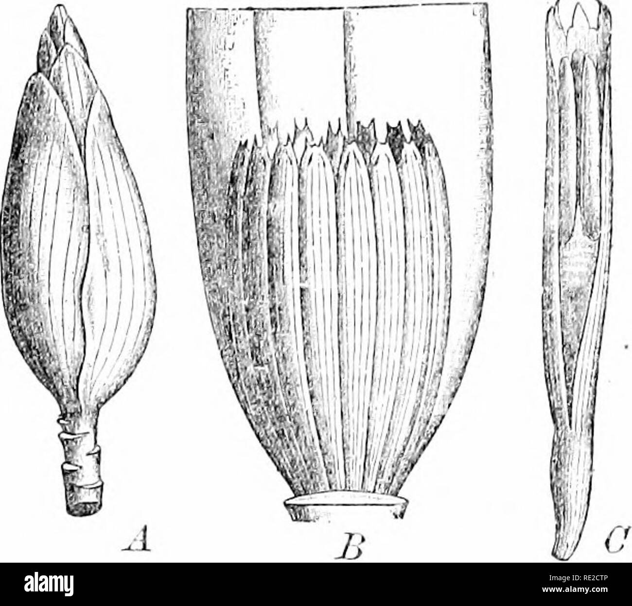 . Plants and their uses; an introduction to botany. Botany; Botany, Economic. VARIOUS FOOD-PLANTS 99. Fig. 107, II.—Banana. A, tip of flower cluster, .showing the large purplish bracts which protect the mostly yellowish flowers till thej' are fully developed. B, a cluster of flowers behind a bract. C, a single flower (Petersen.). Please note that these images are extracted from scanned page images that may have been digitally enhanced for readability - coloration and appearance of these illustrations may not perfectly resemble the original work.. Sargent, Frederick Leroy, 1863-. New York, H. H Stock Photo