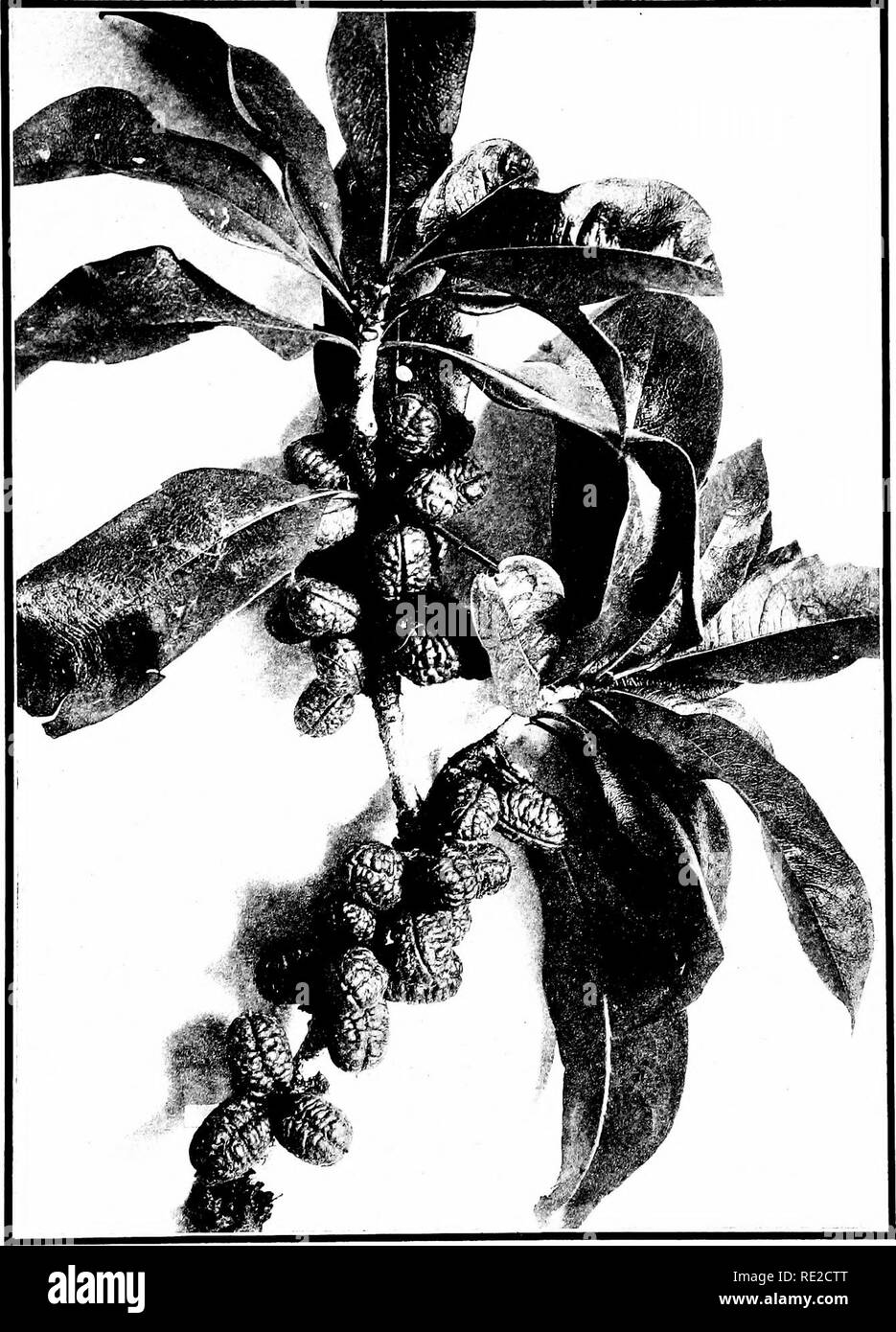 . The indigenous trees of the Hawaiian Islands. Trees. PLATE 62.. PITTOSPORUM INSIGNE HIkI. Hoawa. Fruiting brancli, half natural size.. Please note that these images are extracted from scanned page images that may have been digitally enhanced for readability - coloration and appearance of these illustrations may not perfectly resemble the original work.. Rock, Joseph Francis Charles, 1884-1962. Honolulu, T. H. Stock Photo